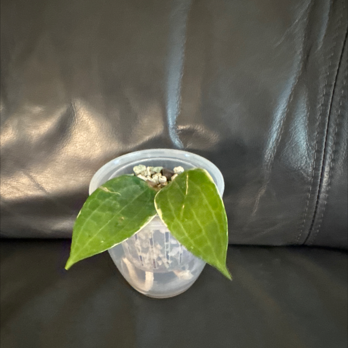 Photo of the plant species Hoya macrophylla 'Albomarginata' by @ChosenProlifica named Madonna on Greg, the plant care app