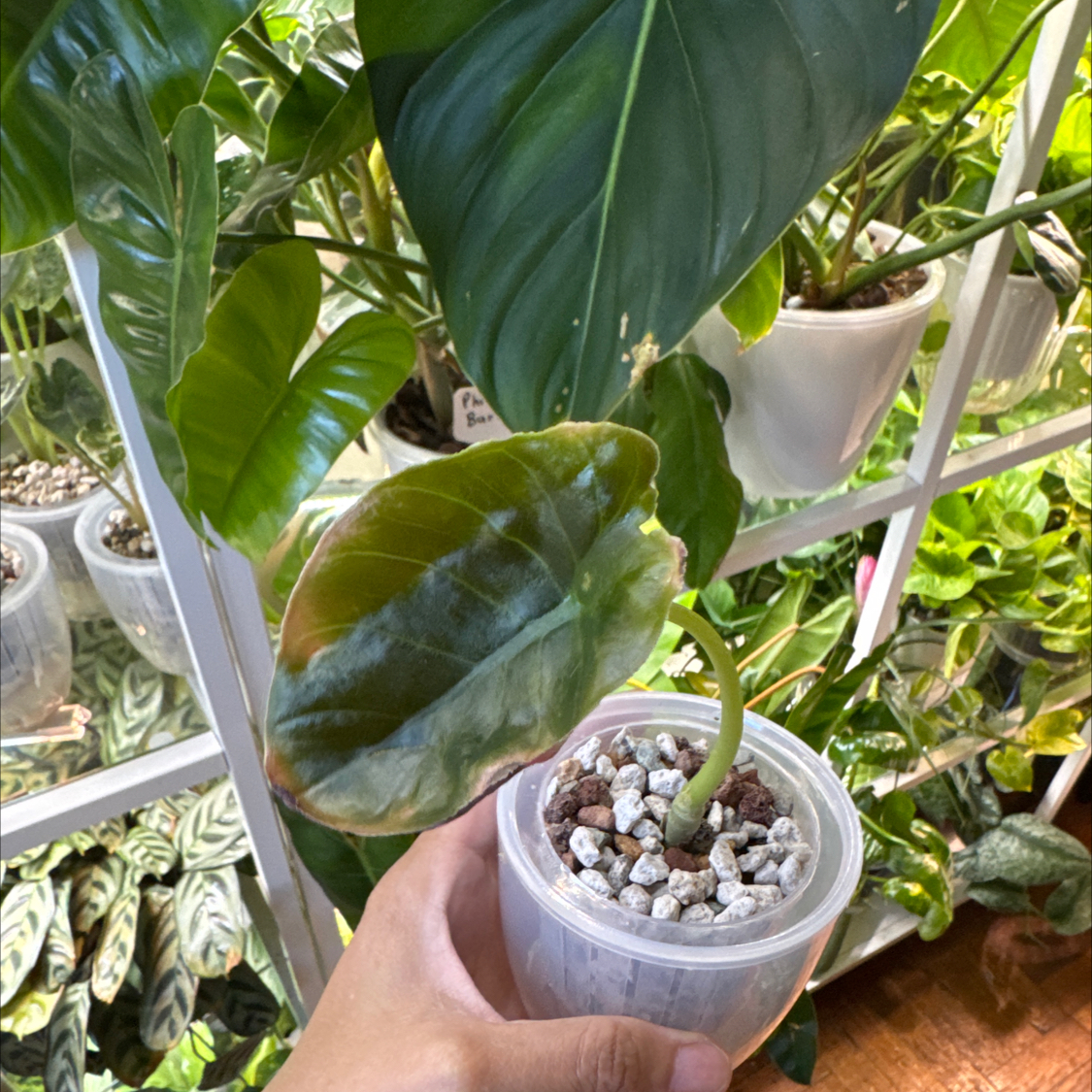 Photo of the plant species Alocasia Cuprea by @ChosenProlifica named Elle on Greg, the plant care app