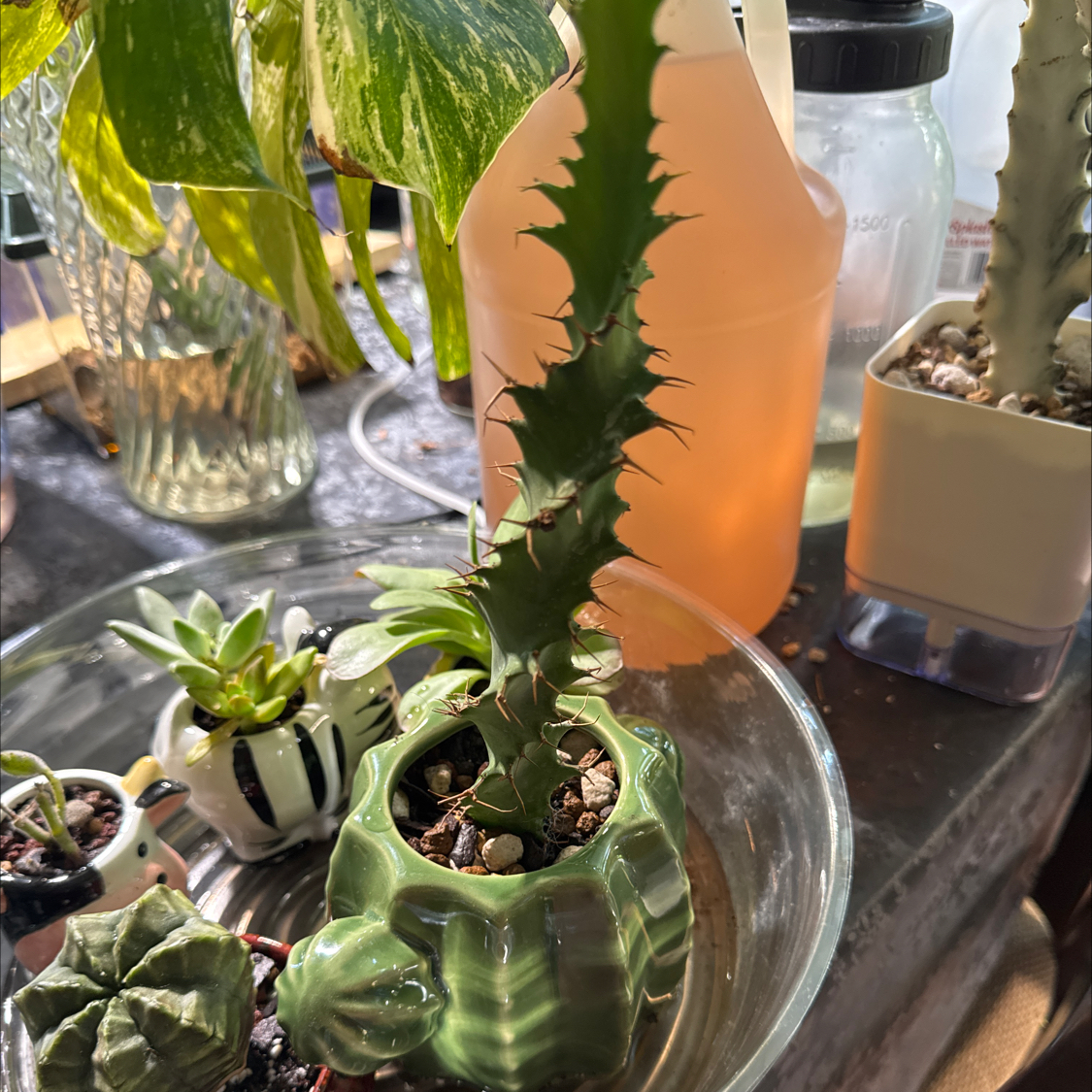 Photo of the plant species Spiral Cactus by @ChosenProlifica named Einstein on Greg, the plant care app