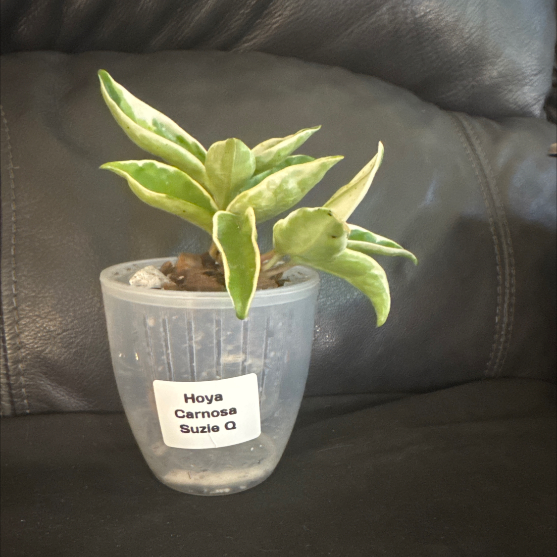 Photo of the plant species Hoya Suzie Q by @ChosenProlifica named Zeus on Greg, the plant care app