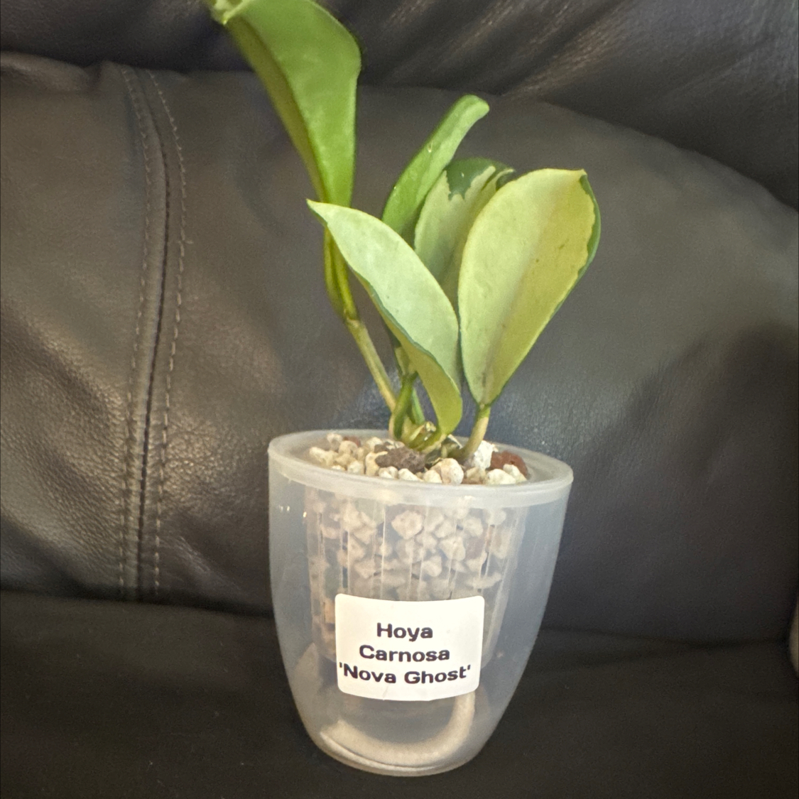 Photo of the plant species Waxplant by @ChosenProlifica named Casnosa nova ghost on Greg, the plant care app