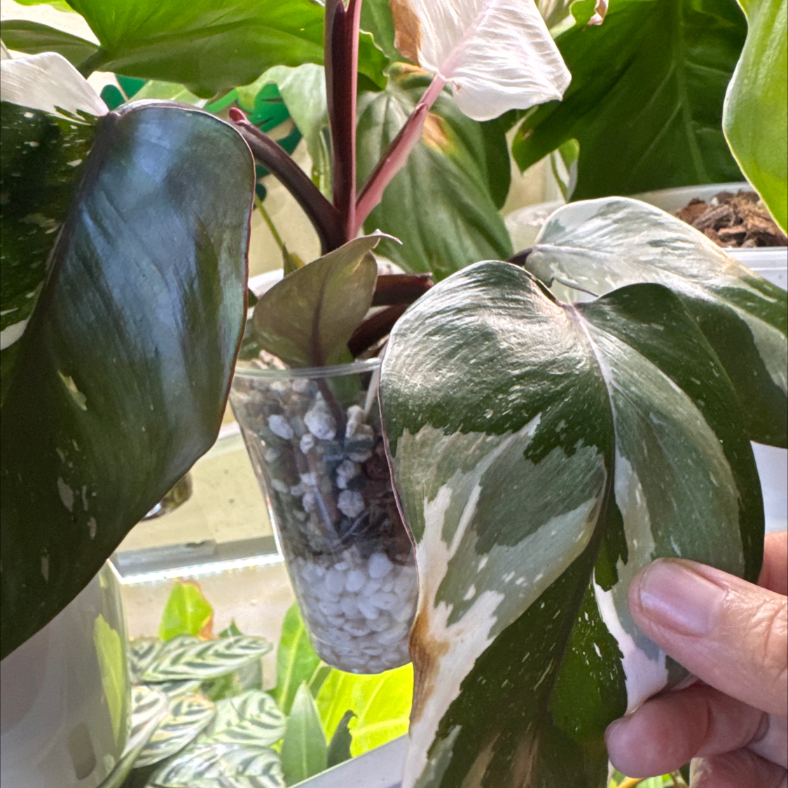 Photo of the plant species Philodendron Red Anderson by @ChosenProlifica named Marilyn on Greg, the plant care app