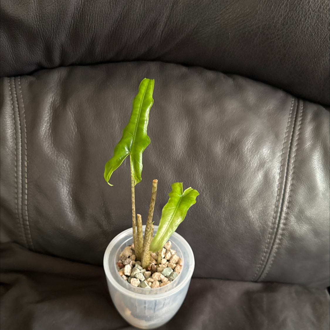 Photo of the plant species Alocasia sabrina by @ChosenProlifica named Ronaldo on Greg, the plant care app