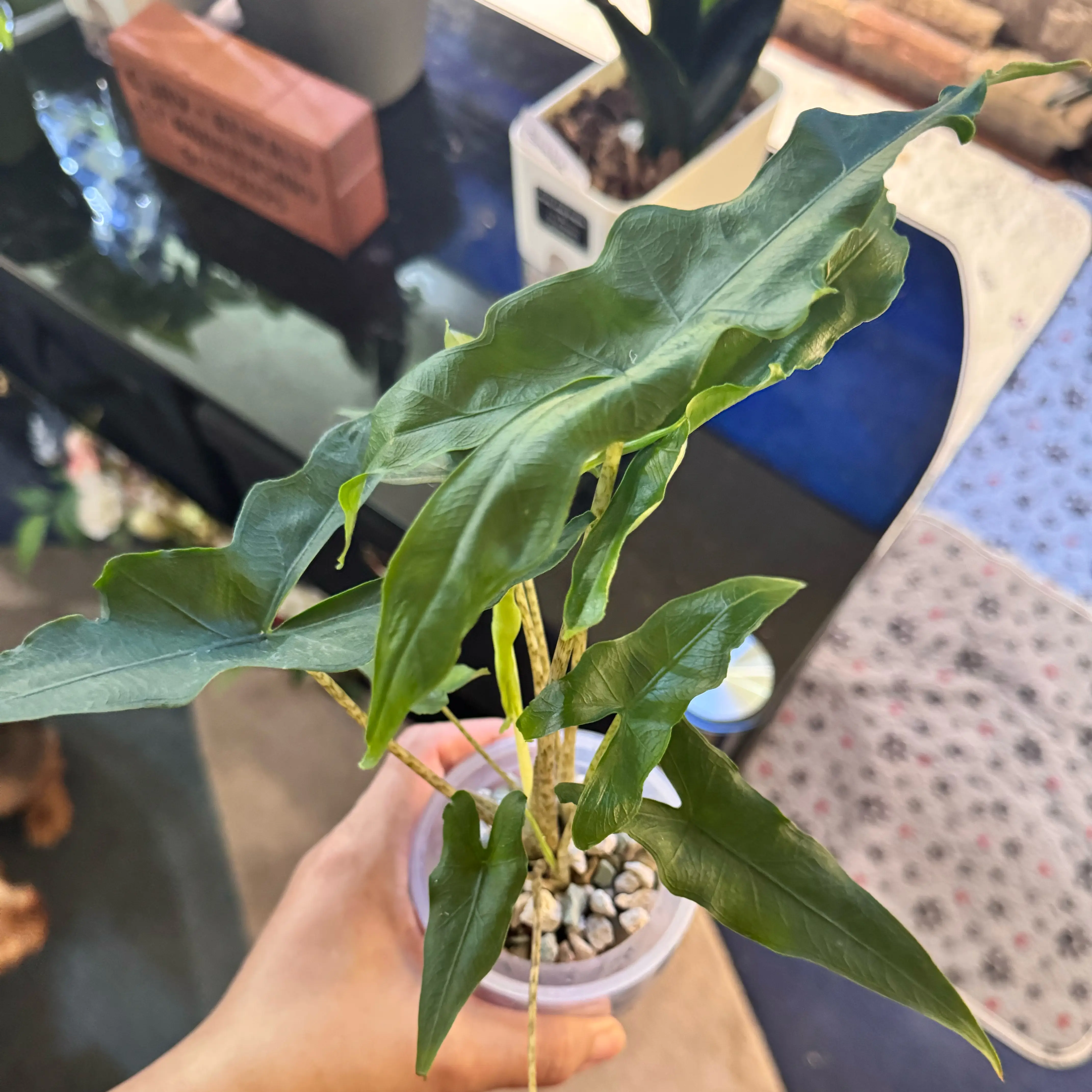 Photo of the plant species Alocasia sabrina by @ChosenProlifica named Ronaldo on Greg, the plant care app