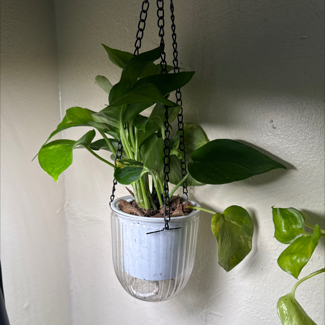 Photo of the plant species Hawaiian Pothos by @ChosenProlifica named Sproutacus on Greg, the plant care app