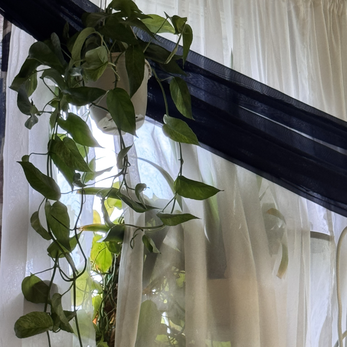 Photo of the plant species Epipremnum pinnatum 'Mint' by @ChosenProlifica named Bruce Lee on Greg, the plant care app