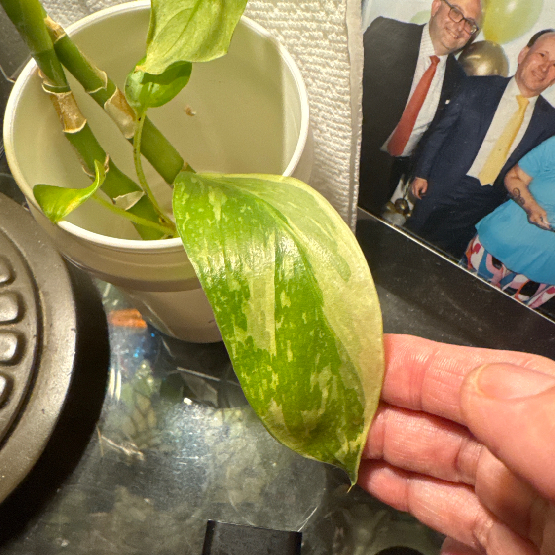 Photo of the plant species Philodenron Jose Buono by @ChosenProlifica named Osmo on Greg, the plant care app