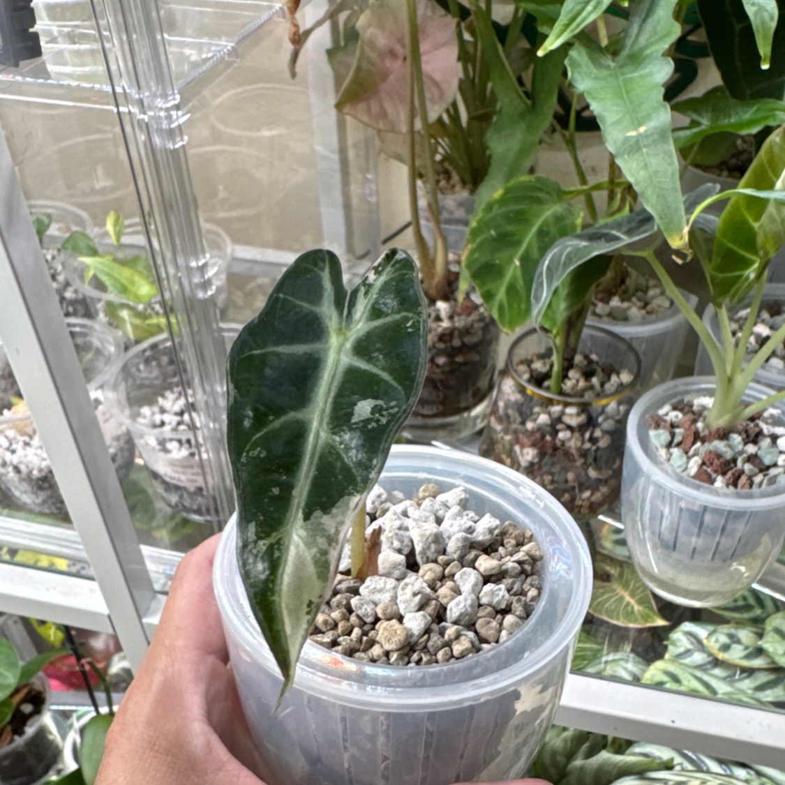 Photo of the plant species Alocasia Pink Bambino by @ChosenProlifica named Mando on Greg, the plant care app