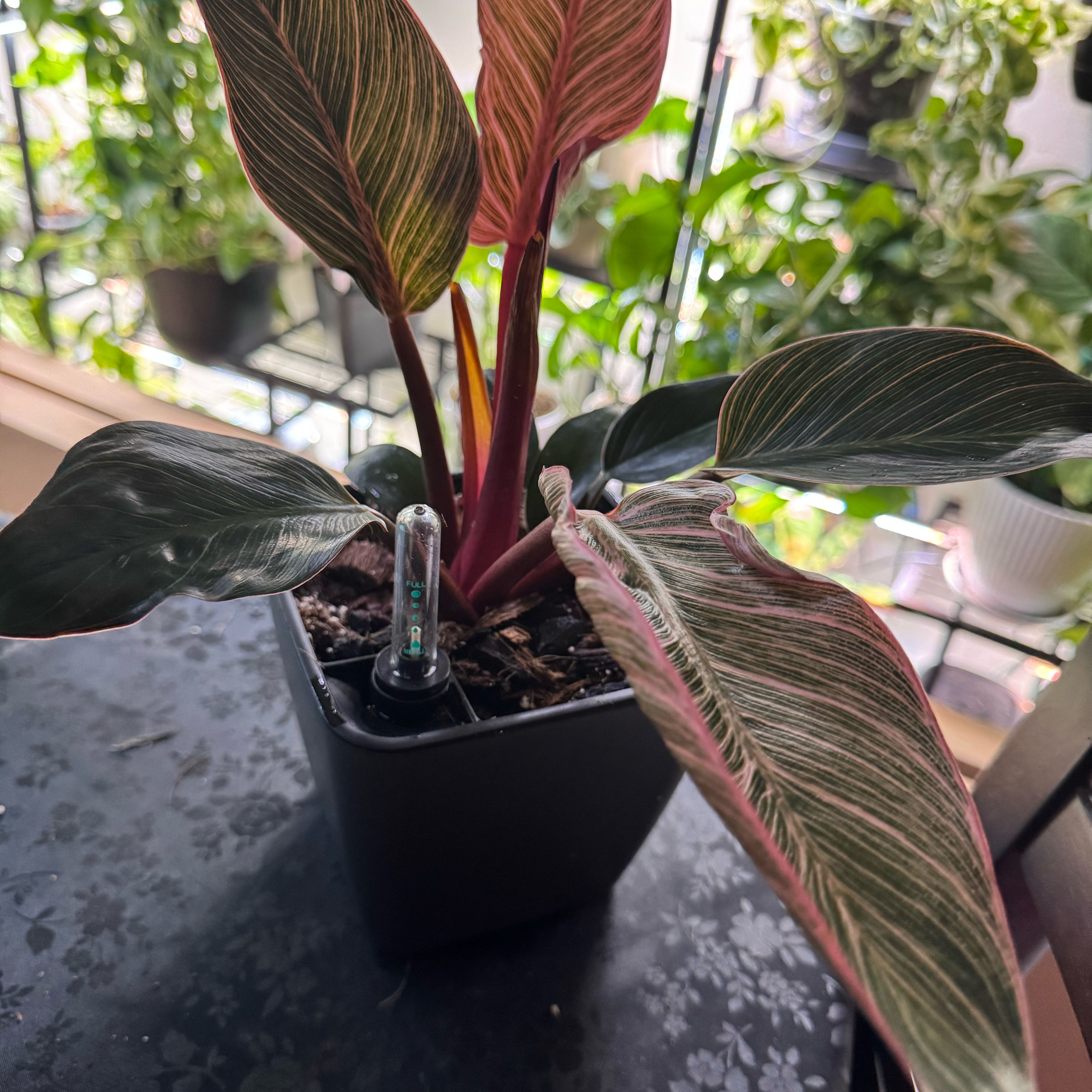 Photo of the plant species Philodendron 'Pink Bikini' by @ChosenProlifica named Remington on Greg, the plant care app