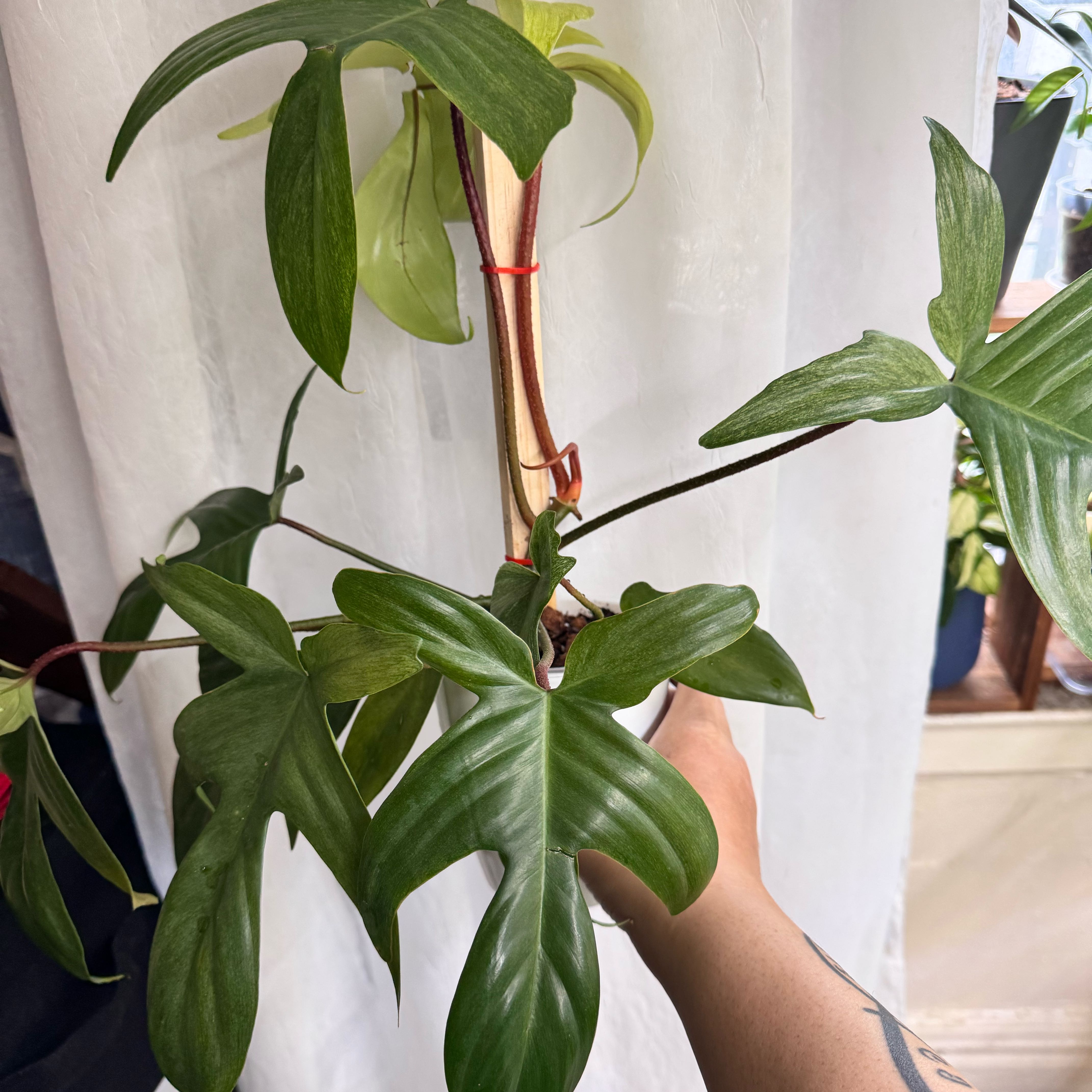 Photo of the plant species Philadendron by @ChosenProlifica named Florida beauty on Greg, the plant care app