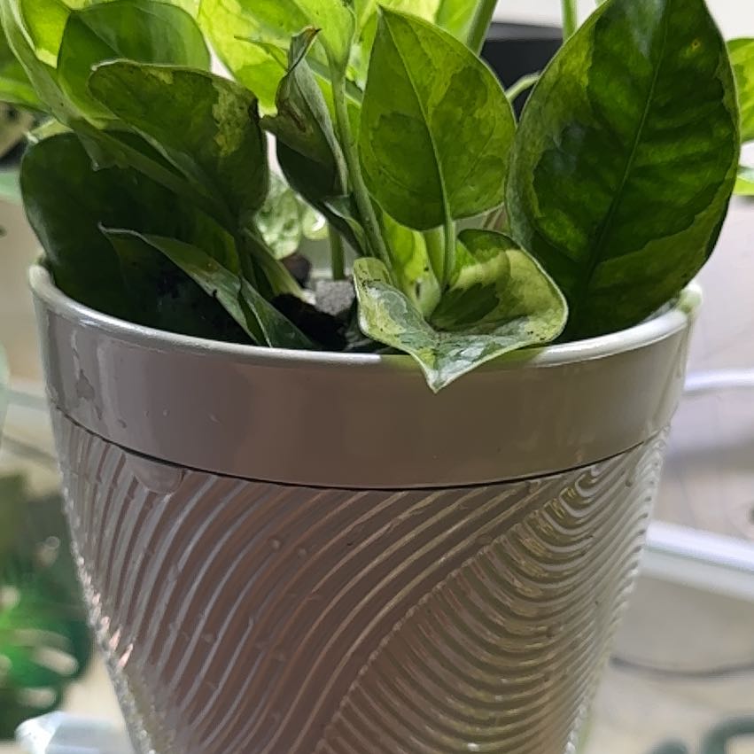 Photo of the plant species Lemon Meringue Pothos by @ChosenProlifica named Morgan Treeman on Greg, the plant care app
