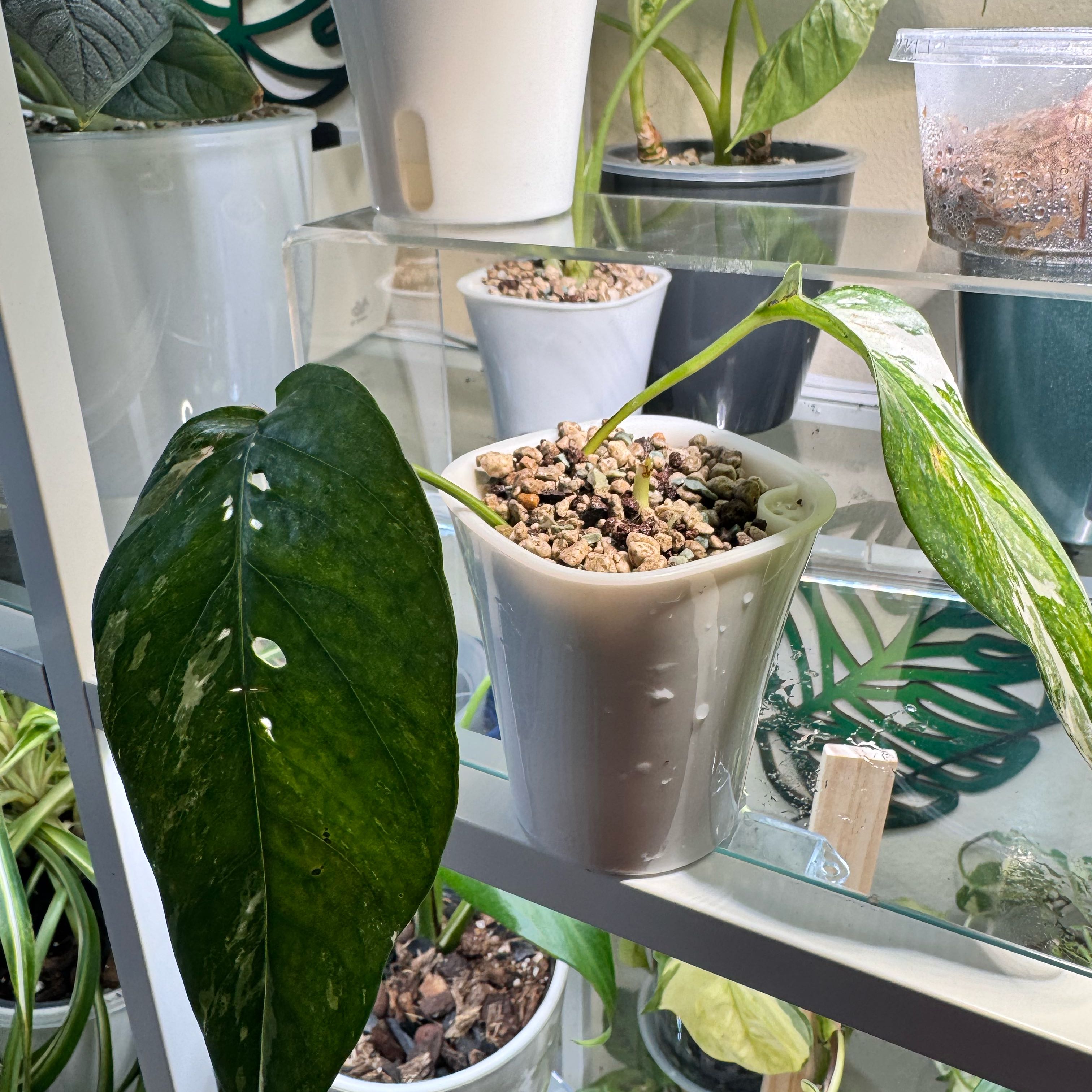 Photo of the plant species Lemon Meringue Pothos by @ChosenProlifica named Muhammad Ali on Greg, the plant care app