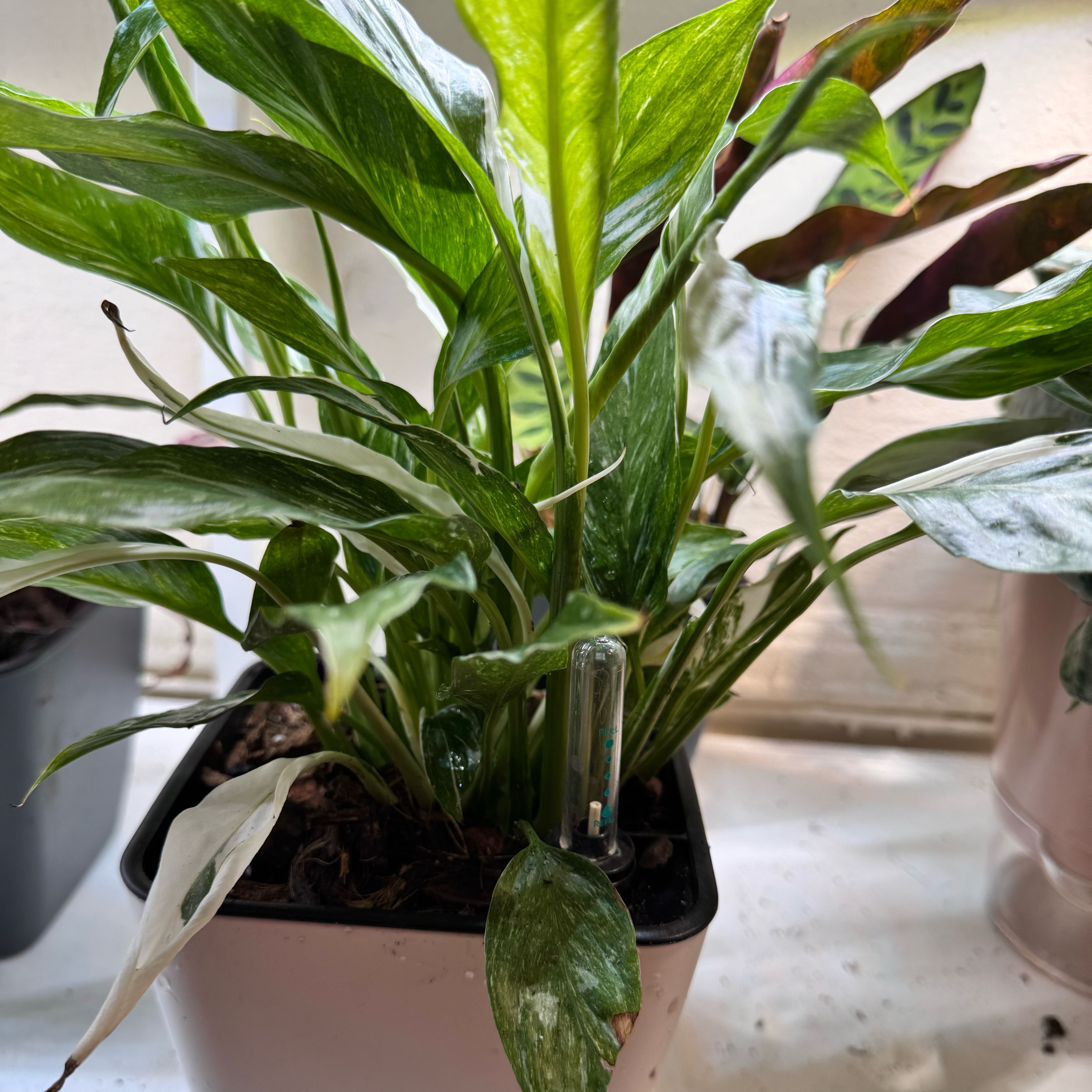 Photo of the plant species Variegated Peace Lily by @ChosenProlifica named Surya on Greg, the plant care app