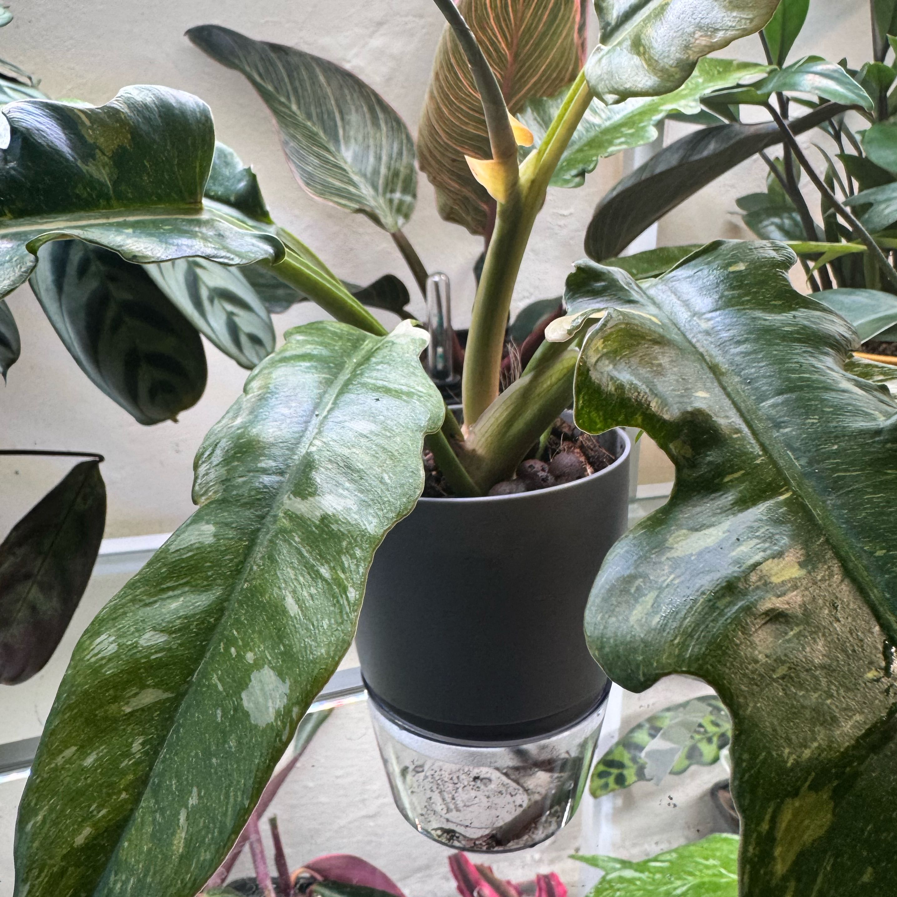 Photo of the plant species Prismacolor Golden Girl Philodendron by @ChosenProlifica named Small pot on Greg, the plant care app