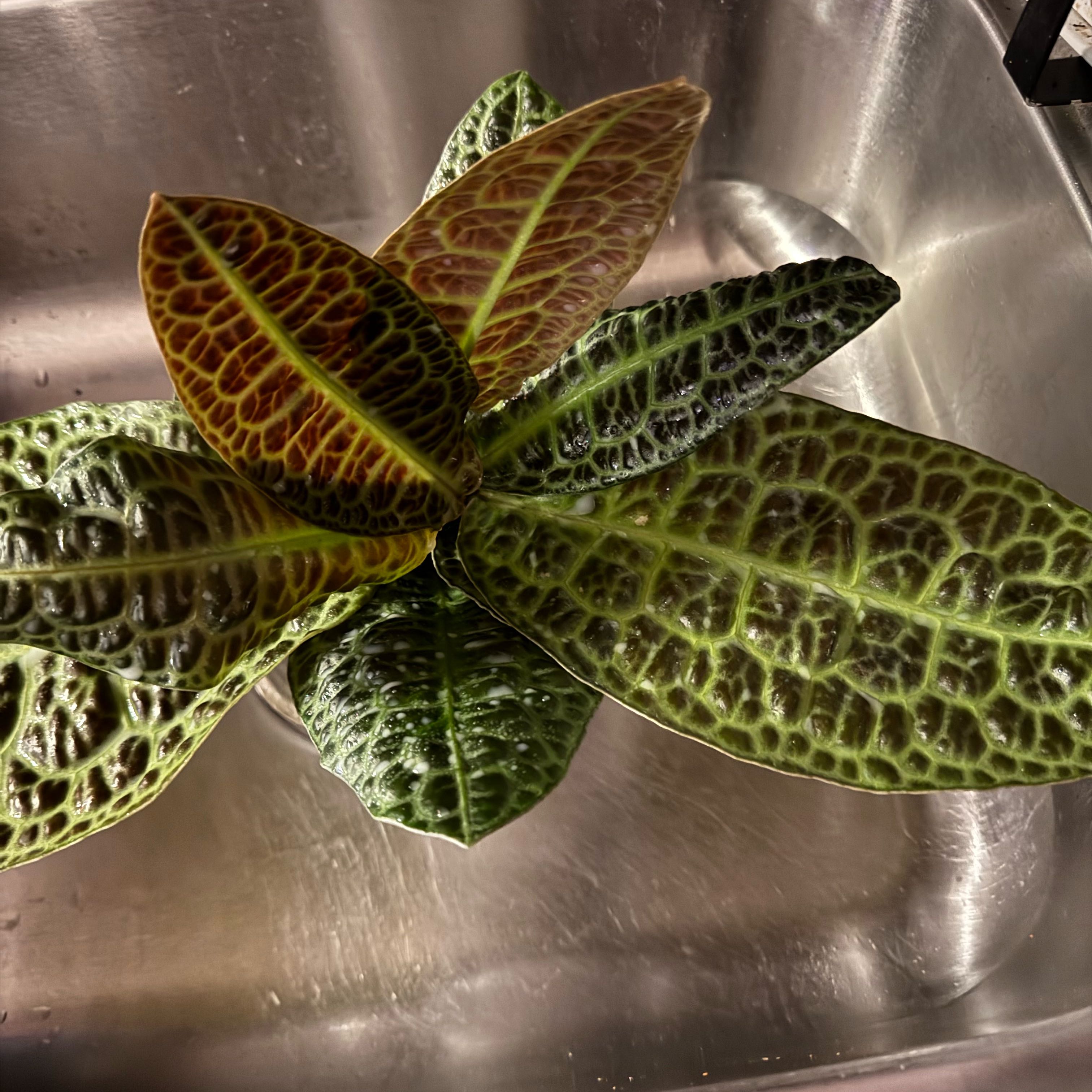Photo of the plant species Labisia by @ChosenProlifica named Turtle Back on Greg, the plant care app