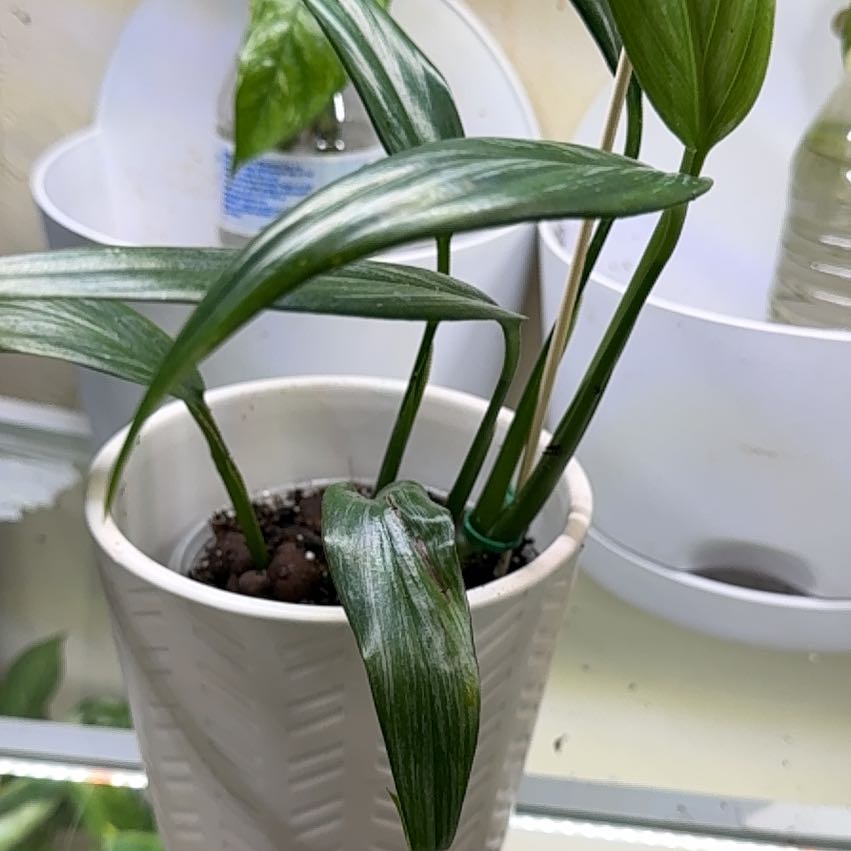 Photo of the plant species Pothos amplifolia by @ChosenProlifica named Silver streak on Greg, the plant care app