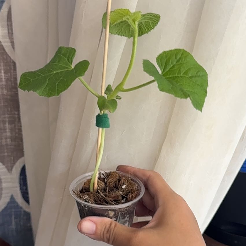 Photo of the plant species Watermelon by @ChosenProlifica named Lebron on Greg, the plant care app