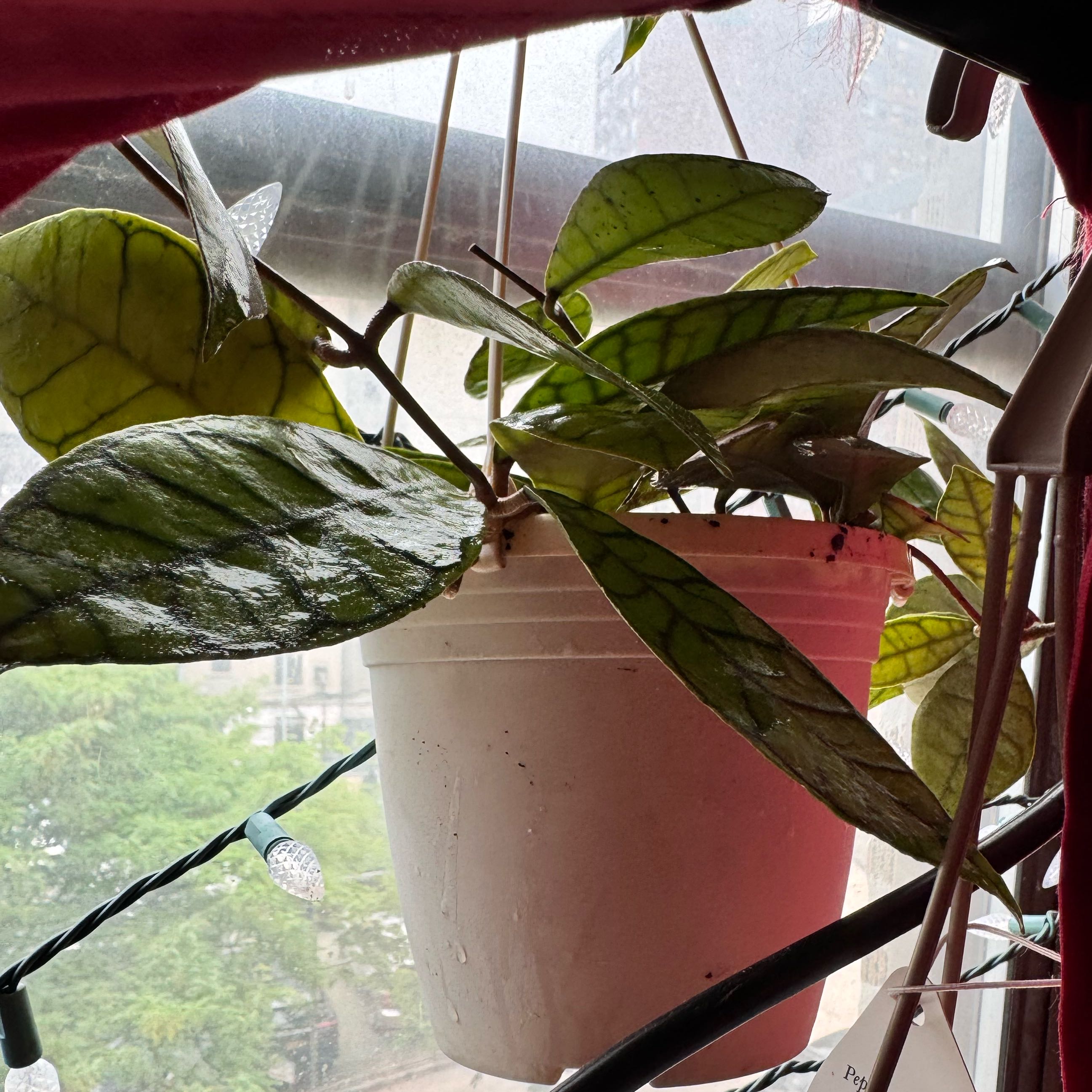 Photo of the plant species Stiff Leafed Hoya by @ChosenProlifica named Mando on Greg, the plant care app