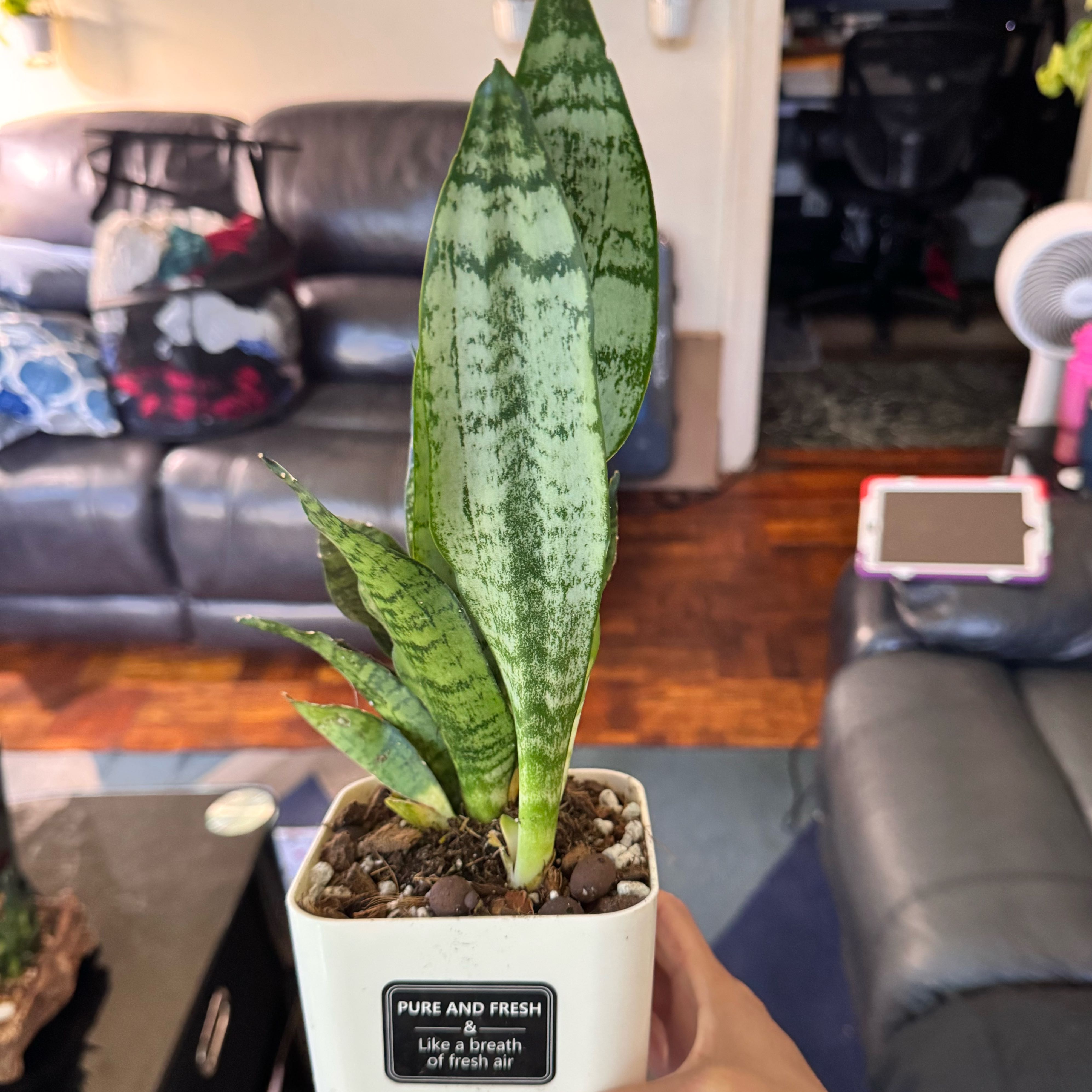 Photo of the plant species Sansevieria zeylanica by @ChosenProlifica named Osmo on Greg, the plant care app