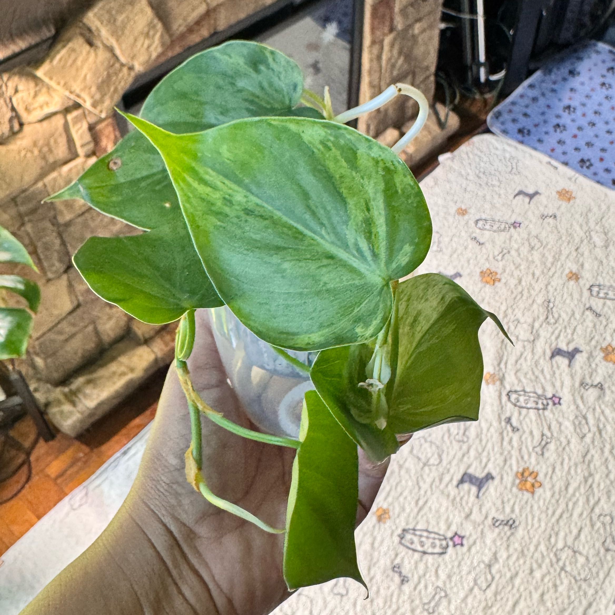 Photo of the plant species Variegated Heartleaf Philodendron by @ChosenProlifica named Dolores on Greg, the plant care app