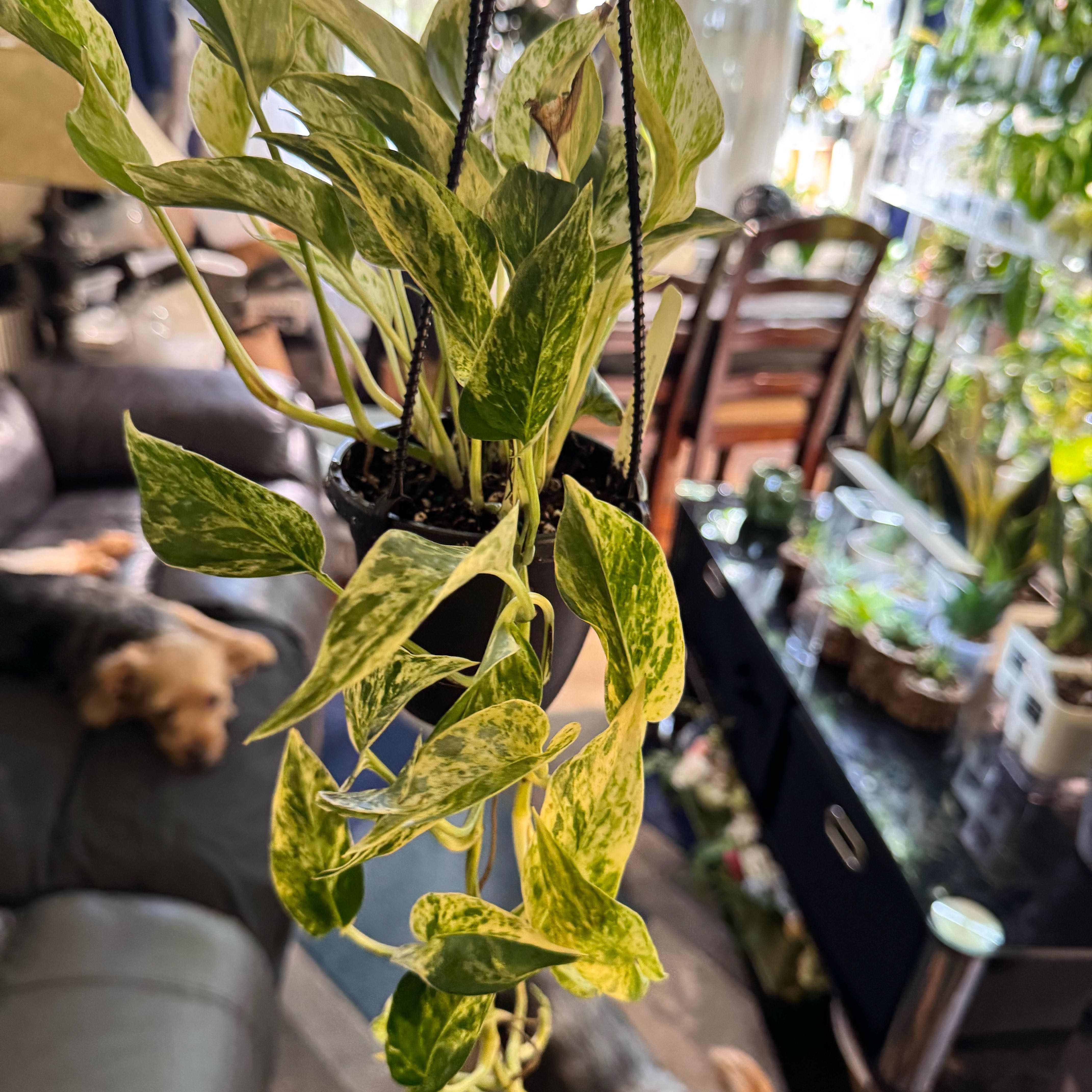 Photo of the plant species marble Prince Pothos by @ChosenProlifica named Prince on Greg, the plant care app