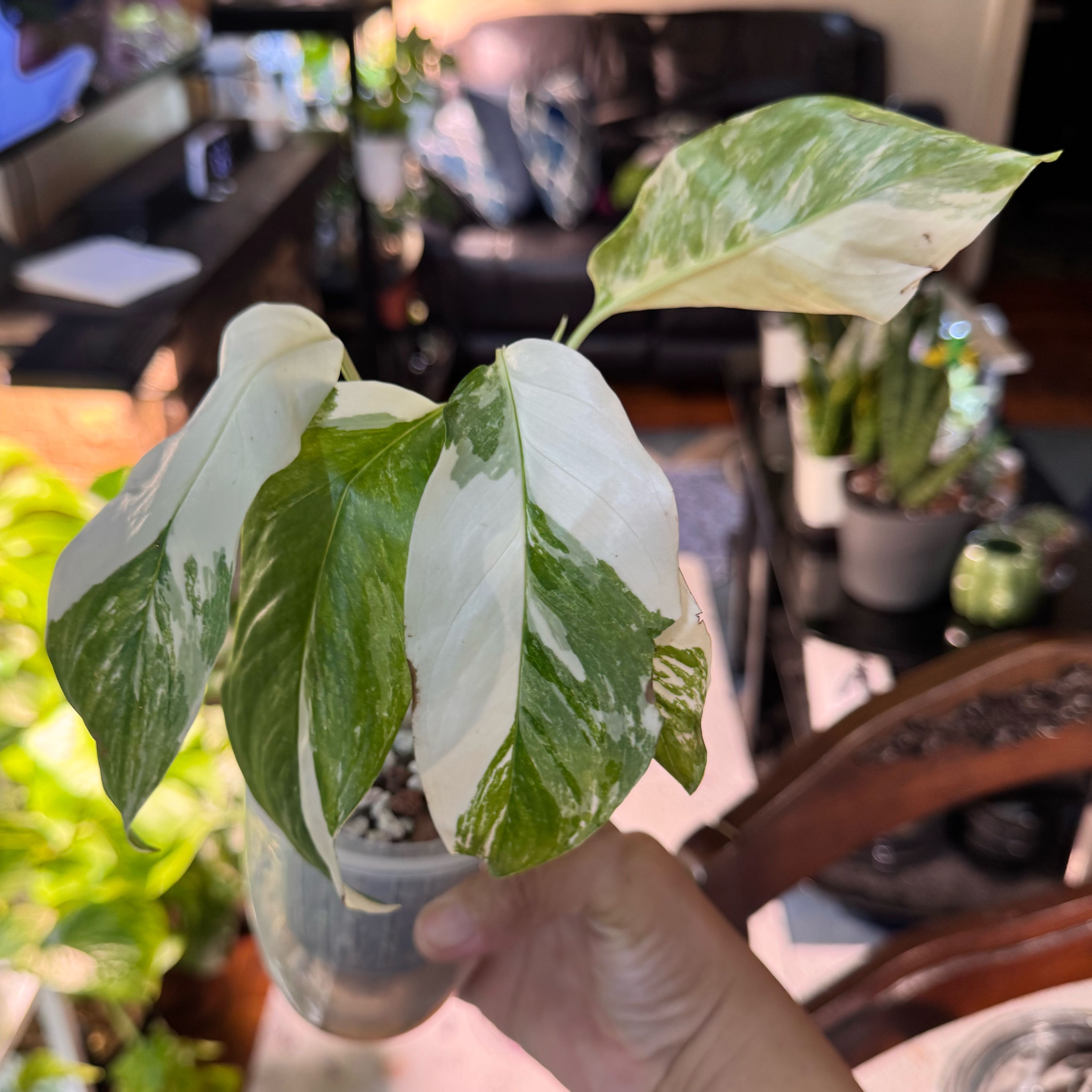 Photo of the plant species Monstera lechleriana 'Variegata' by @ChosenProlifica named Apollo on Greg, the plant care app
