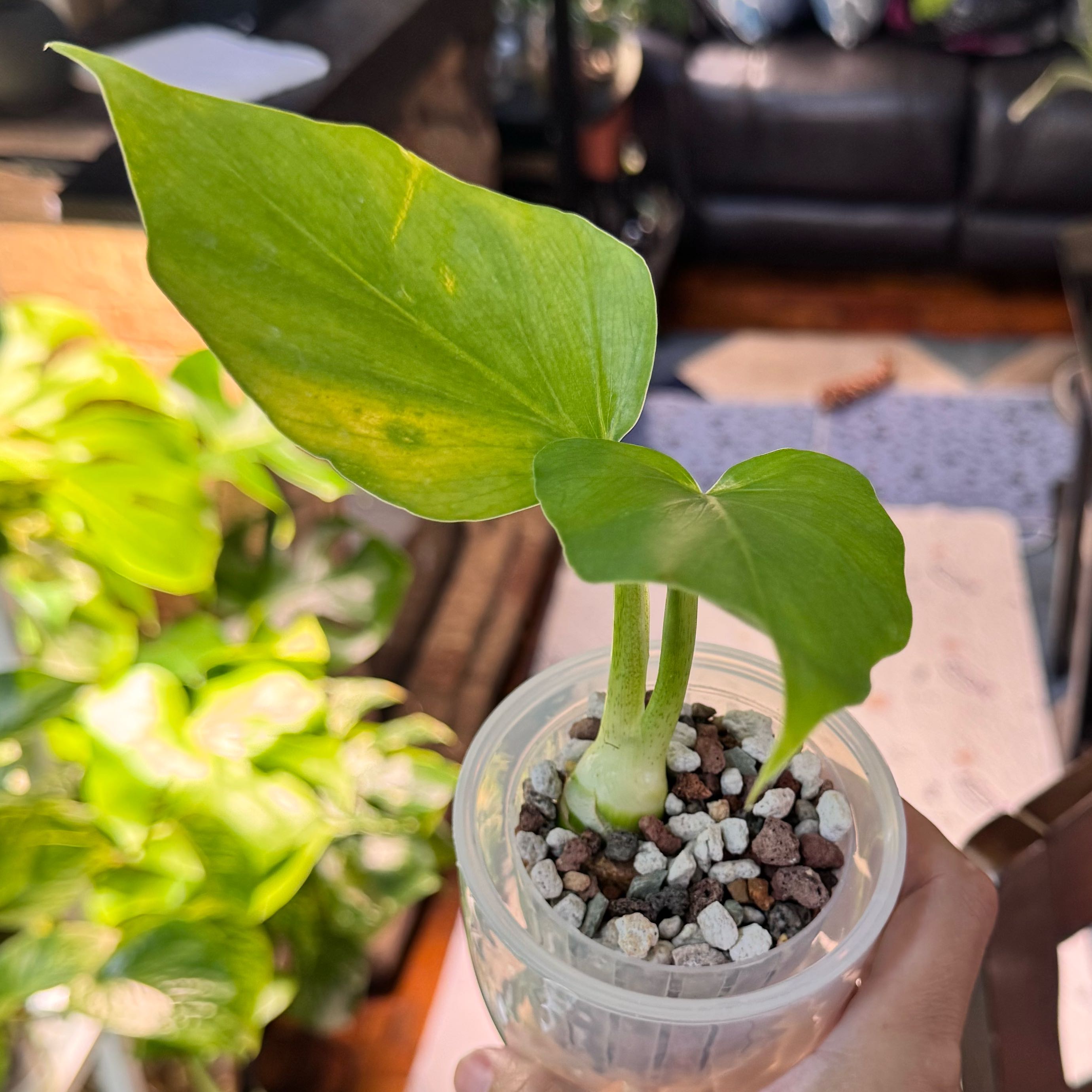 Photo of the plant species Philodendron selloum 'Golden' by @ChosenProlifica named Austen on Greg, the plant care app