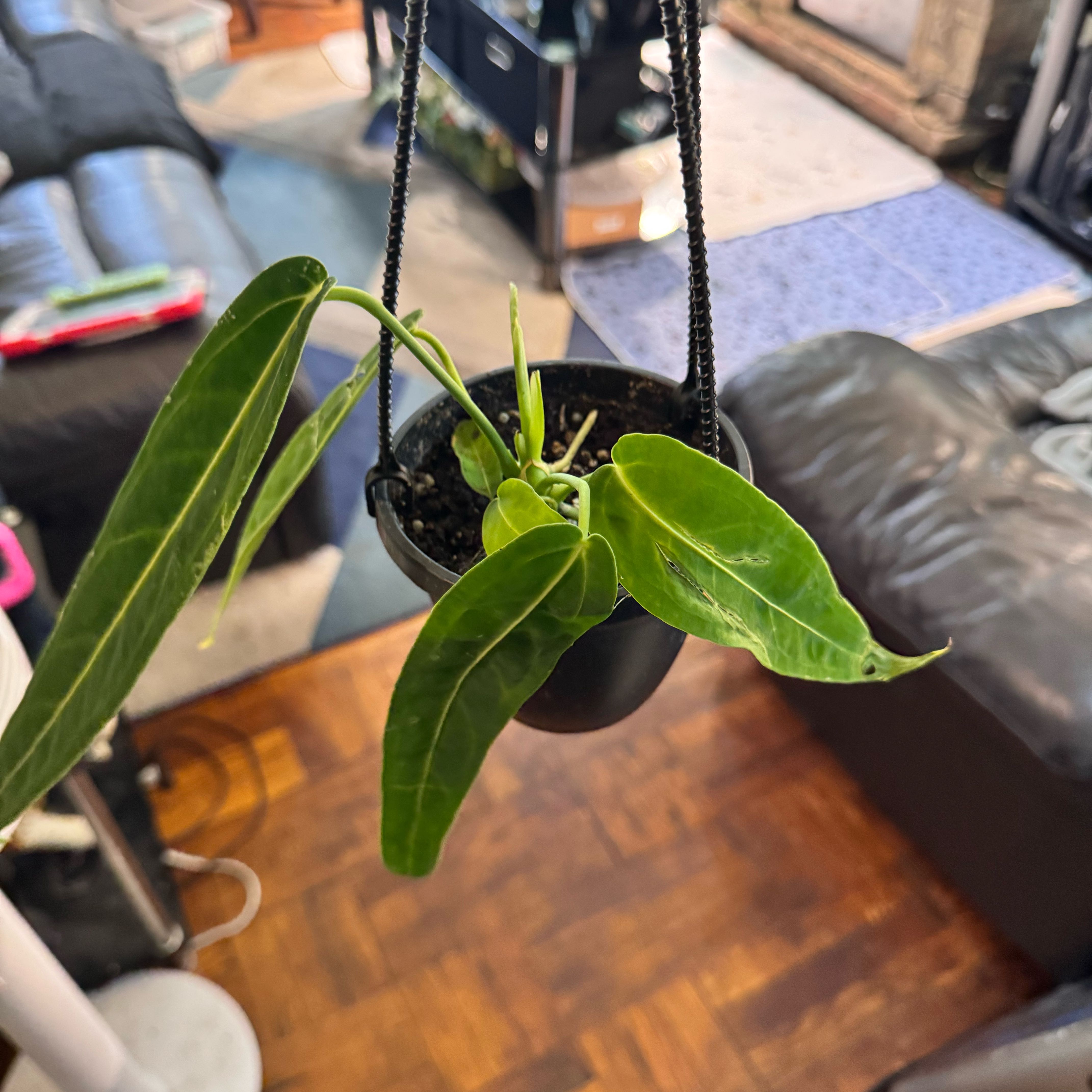 Photo of the plant species Anthurium warocqueanum by @ChosenProlifica named Terra on Greg, the plant care app