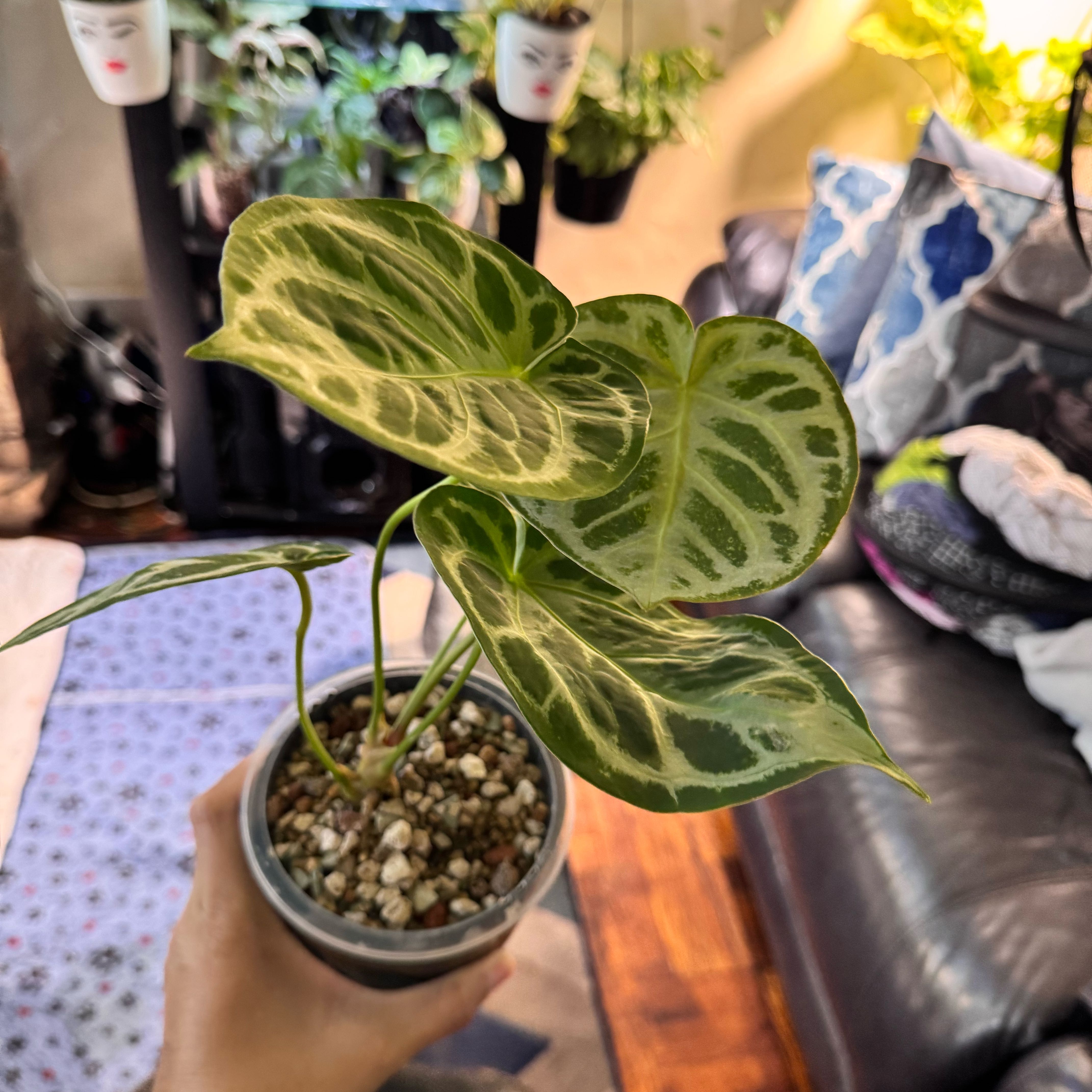 Photo of the plant species Anthurium by @ChosenProlifica named Foxxy on Greg, the plant care app