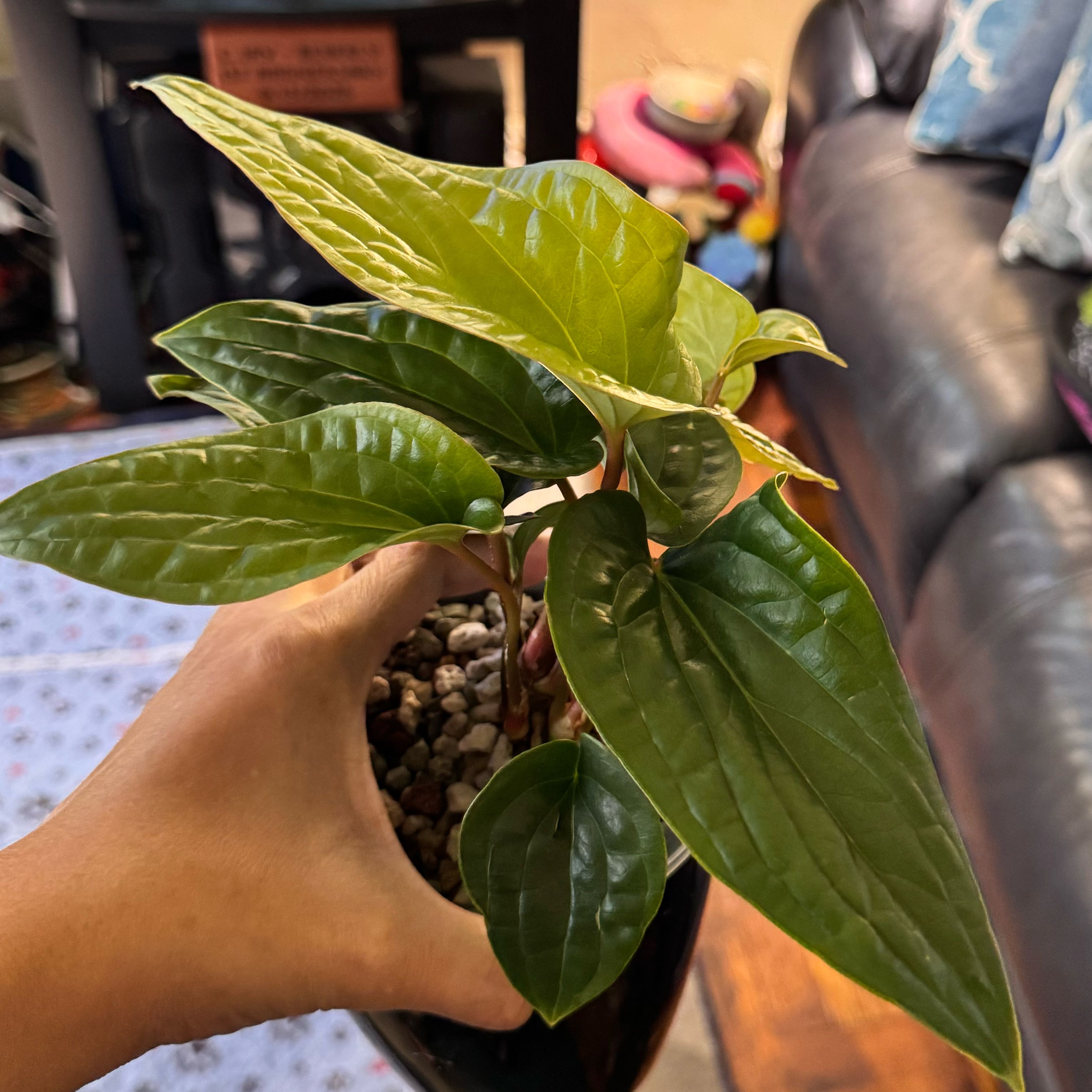 Photo of the plant species Anthurium Radicans x Luxurians by @ChosenProlifica named Leonardo on Greg, the plant care app