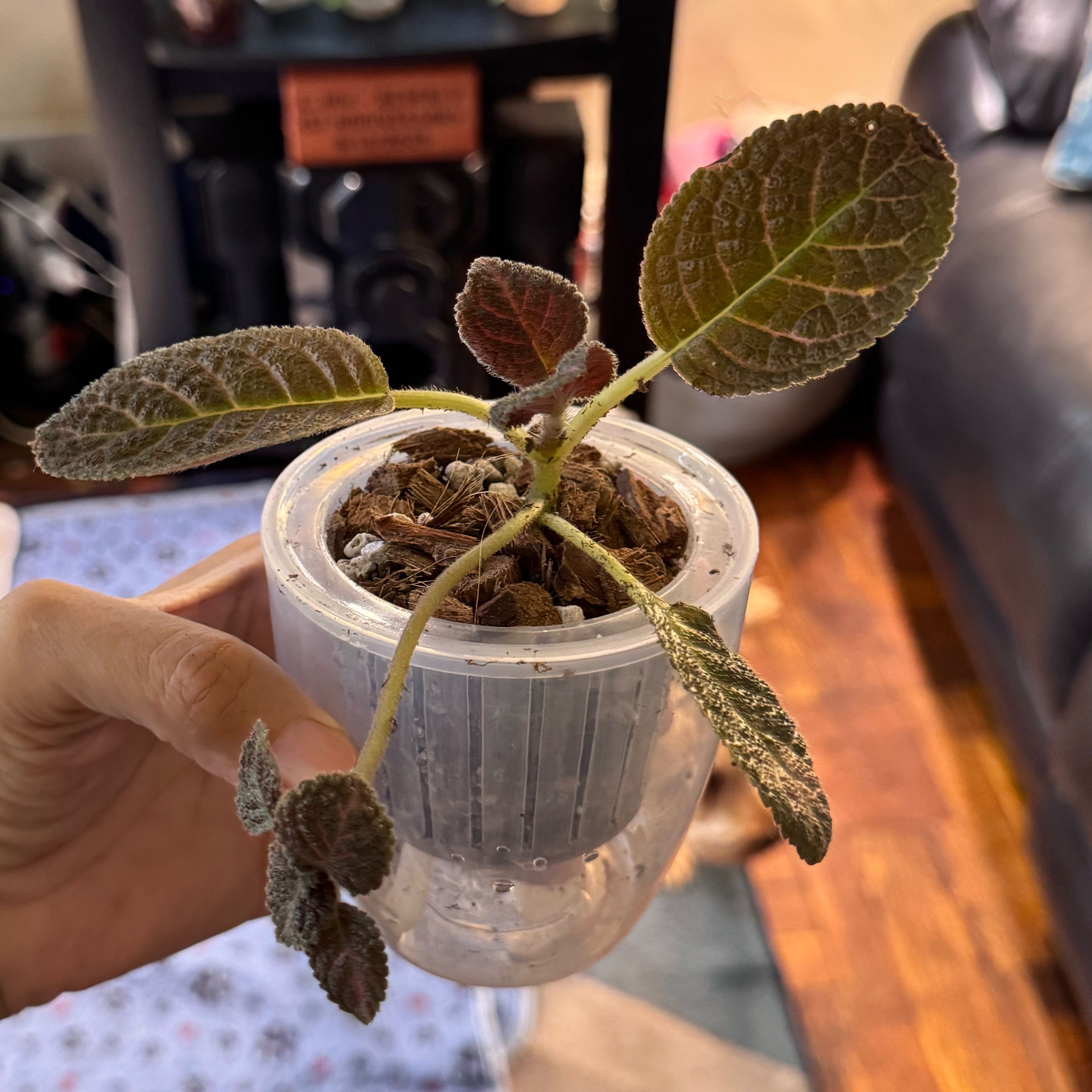 Photo of the plant species Flame Violet by @ChosenProlifica named Daphne on Greg, the plant care app