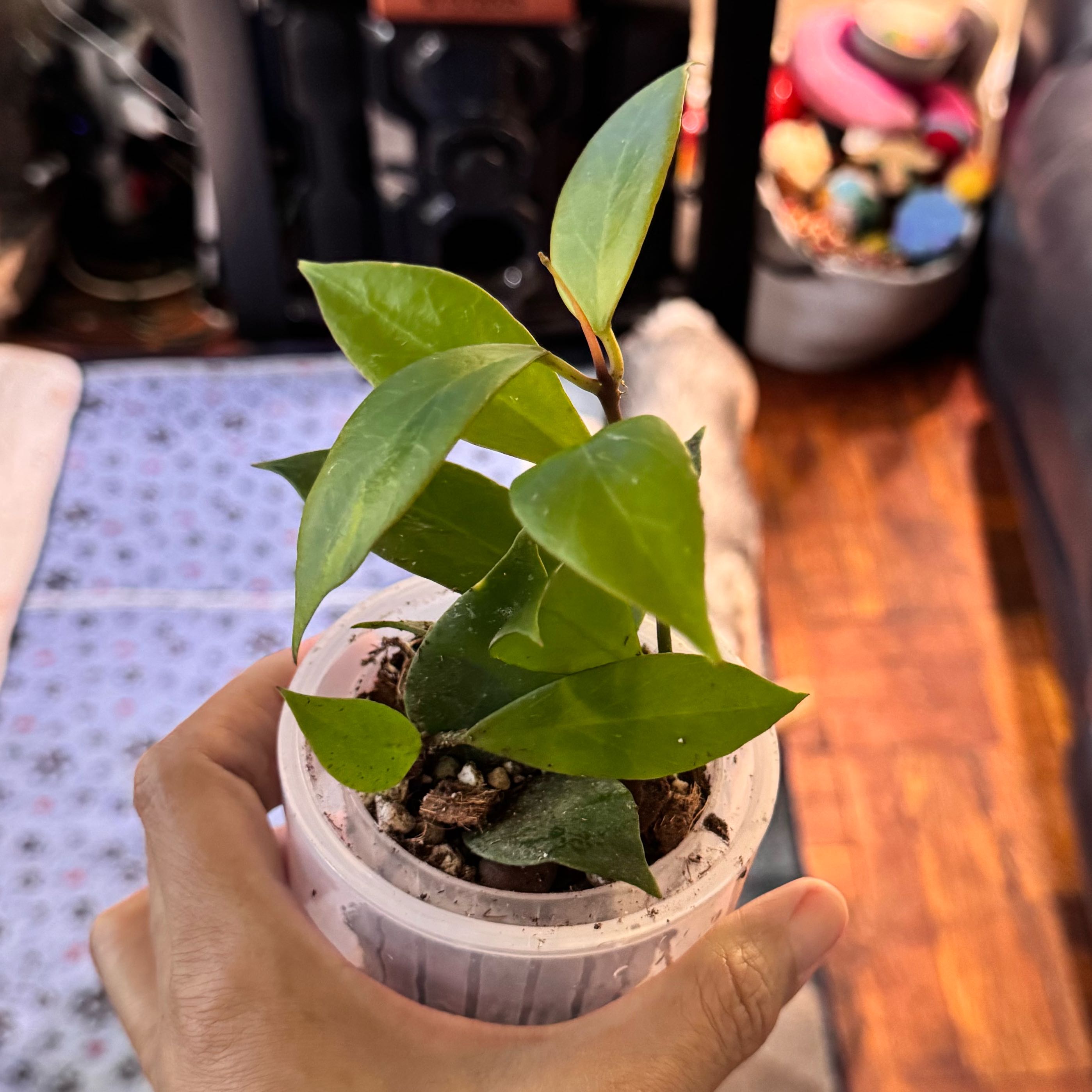 Photo of the plant species Tequila Sunrise Hoya by @ChosenProlifica named Nithin on Greg, the plant care app