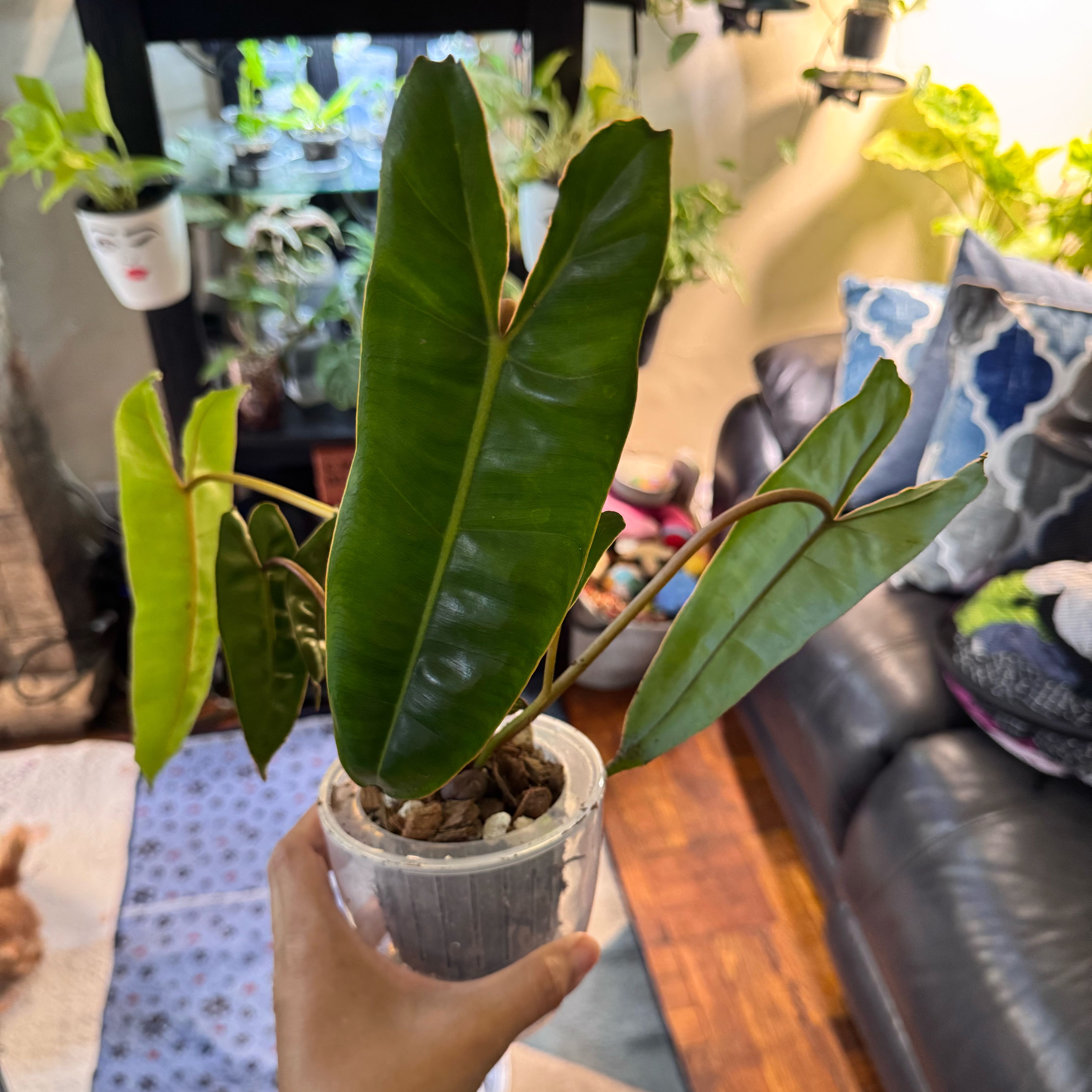 Photo of the plant species Philodendron 'Black Billietae' by @ChosenProlifica named Muhammad Ali on Greg, the plant care app