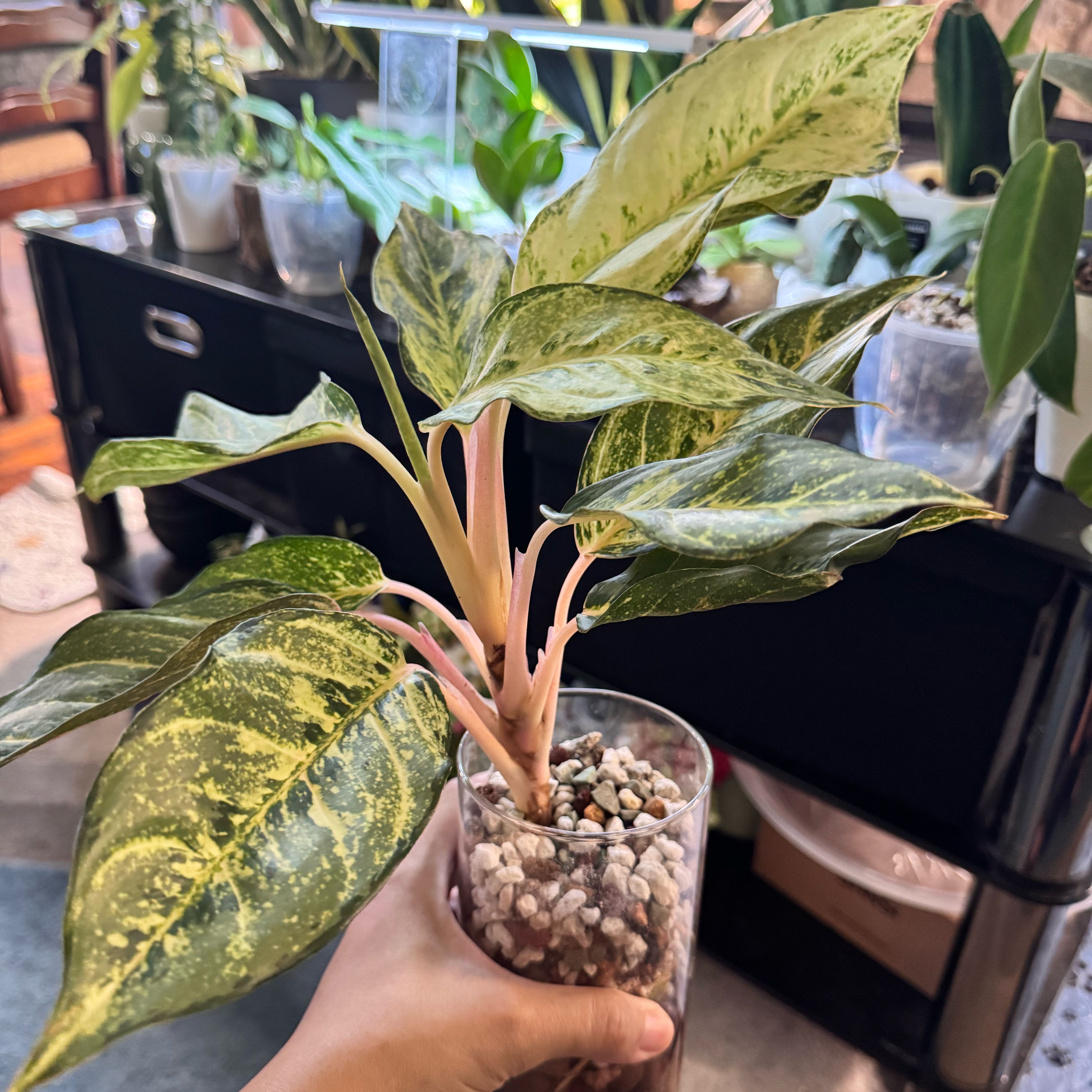Photo of the plant species Two Tone Moonstone Chinese Evergreen by @ChosenProlifica named Lola on Greg, the plant care app