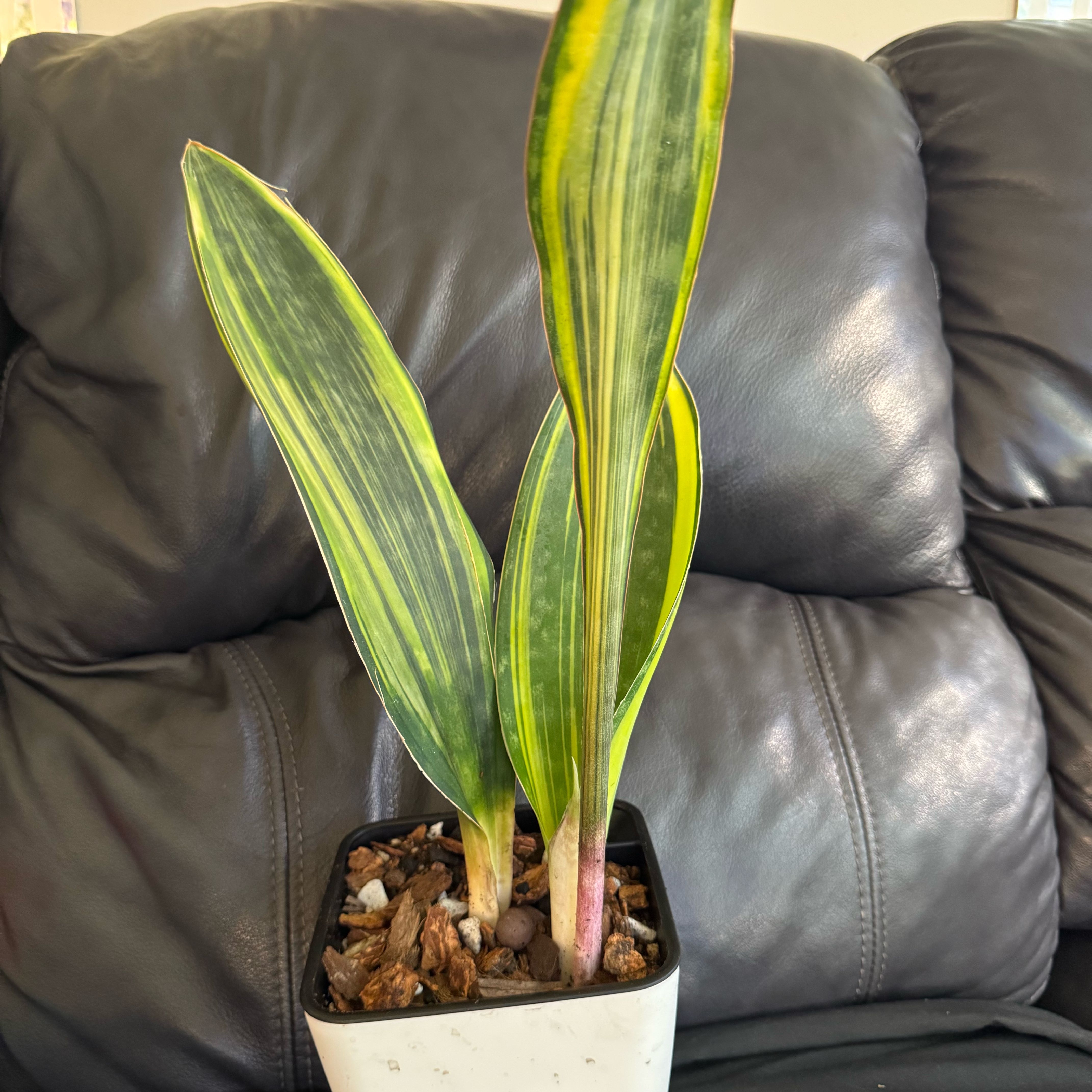 Photo of the plant species Variegated Whale Fin by @ChosenProlifica named Dax on Greg, the plant care app