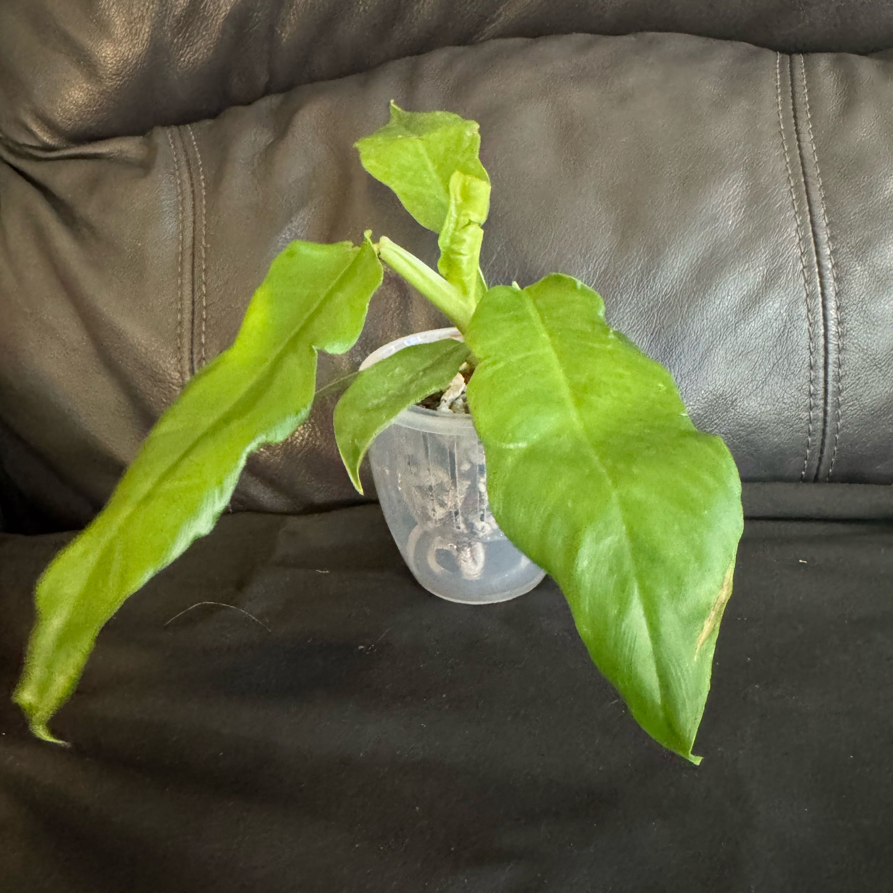 Photo of the plant species Tiger Tooth Philodendron by @ChosenProlifica named Walt on Greg, the plant care app