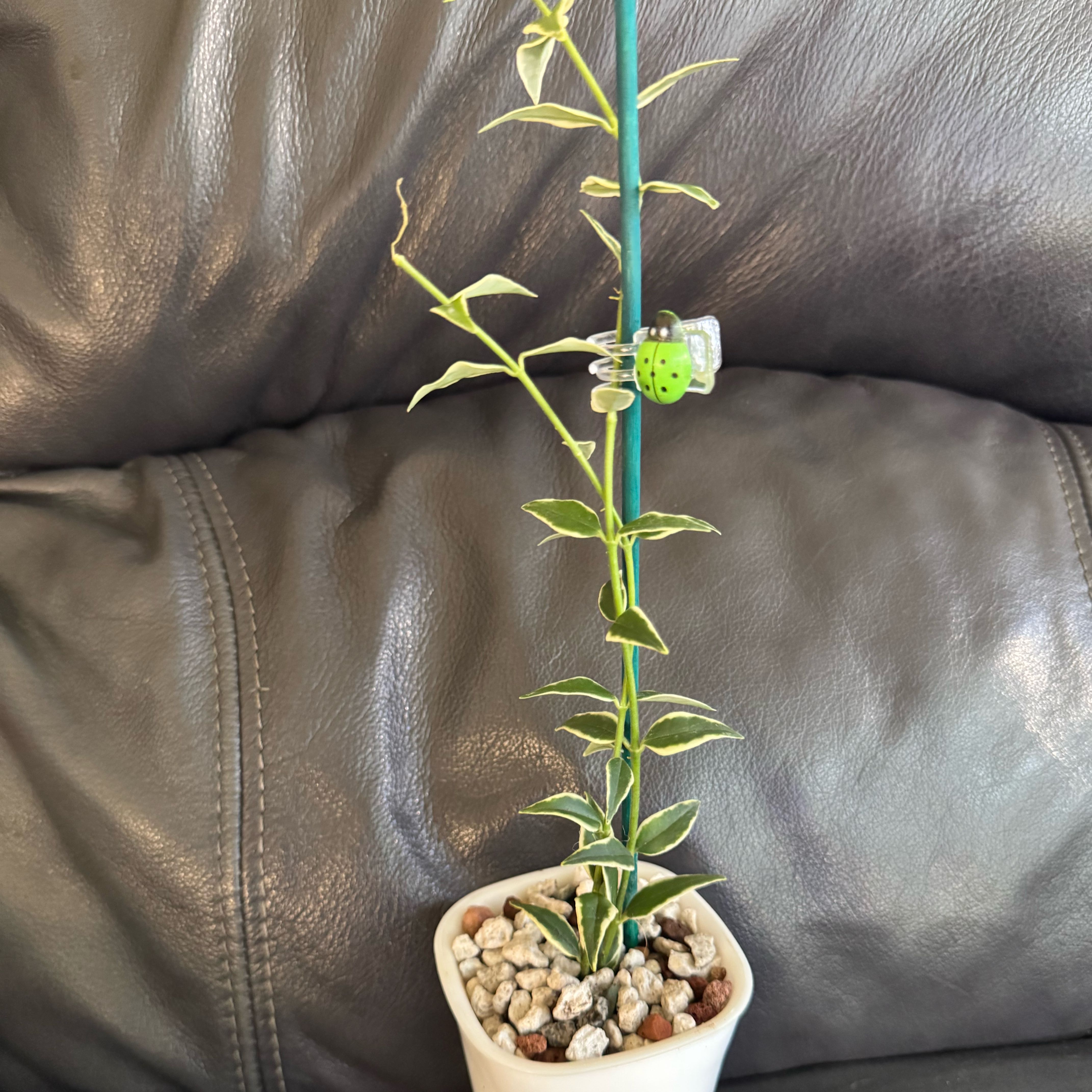 Photo of the plant species Hoya bella albomarginata by @ChosenProlifica named Bieber on Greg, the plant care app