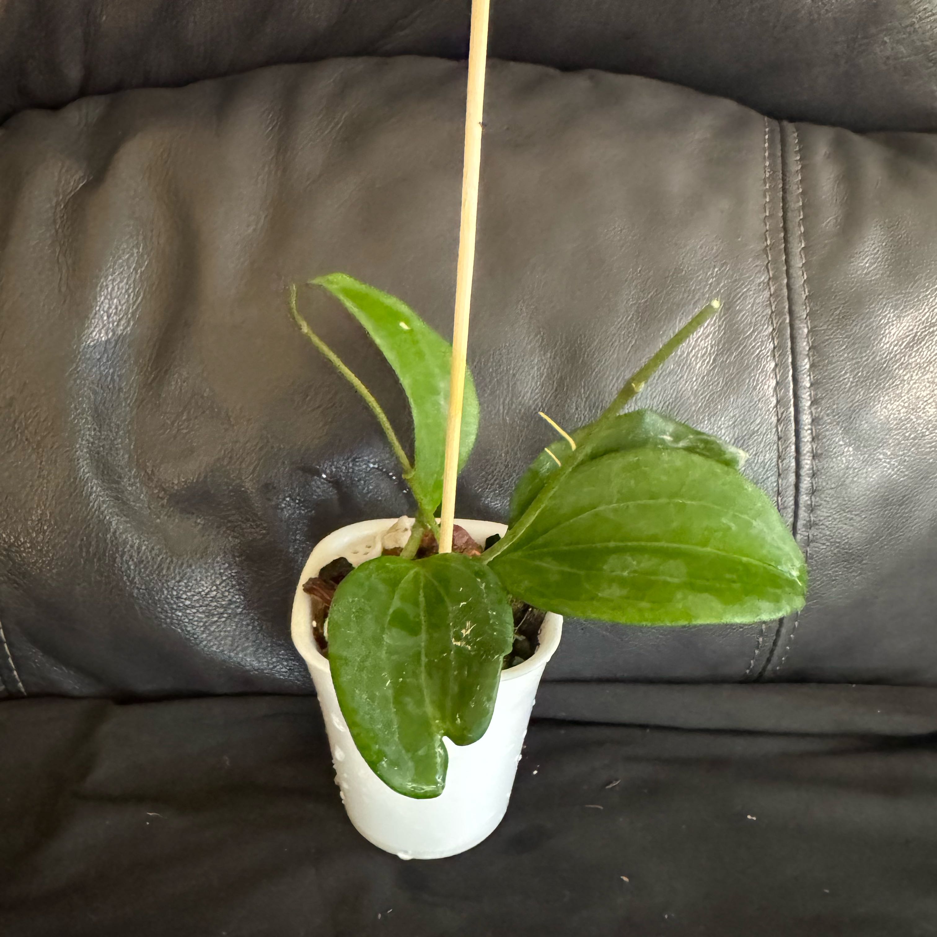 Photo of the plant species Hoya Latifolia by @ChosenProlifica named Fernie Mercury on Greg, the plant care app