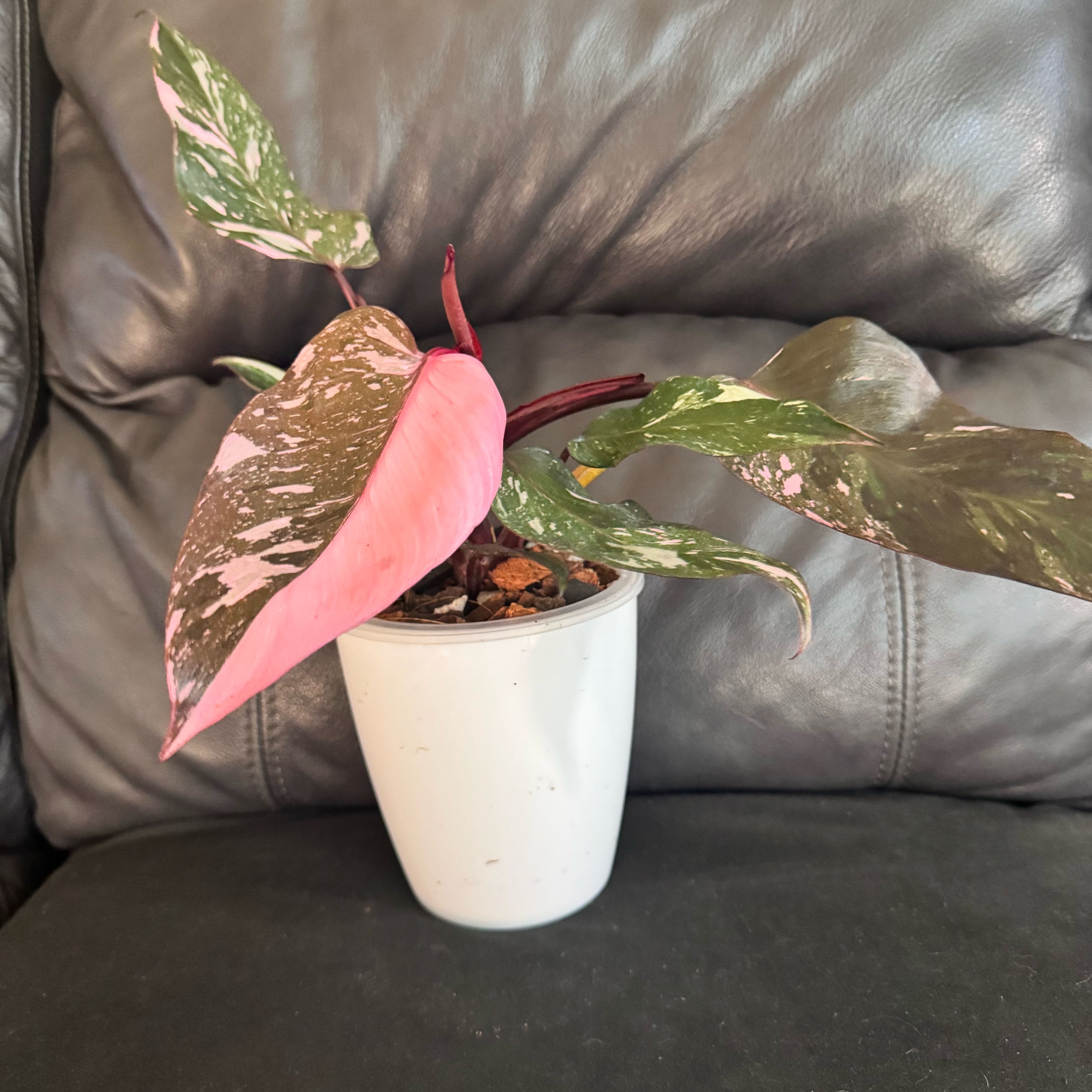 Photo of the plant species Pink Naomi by @ChosenProlifica named Sanders on Greg, the plant care app