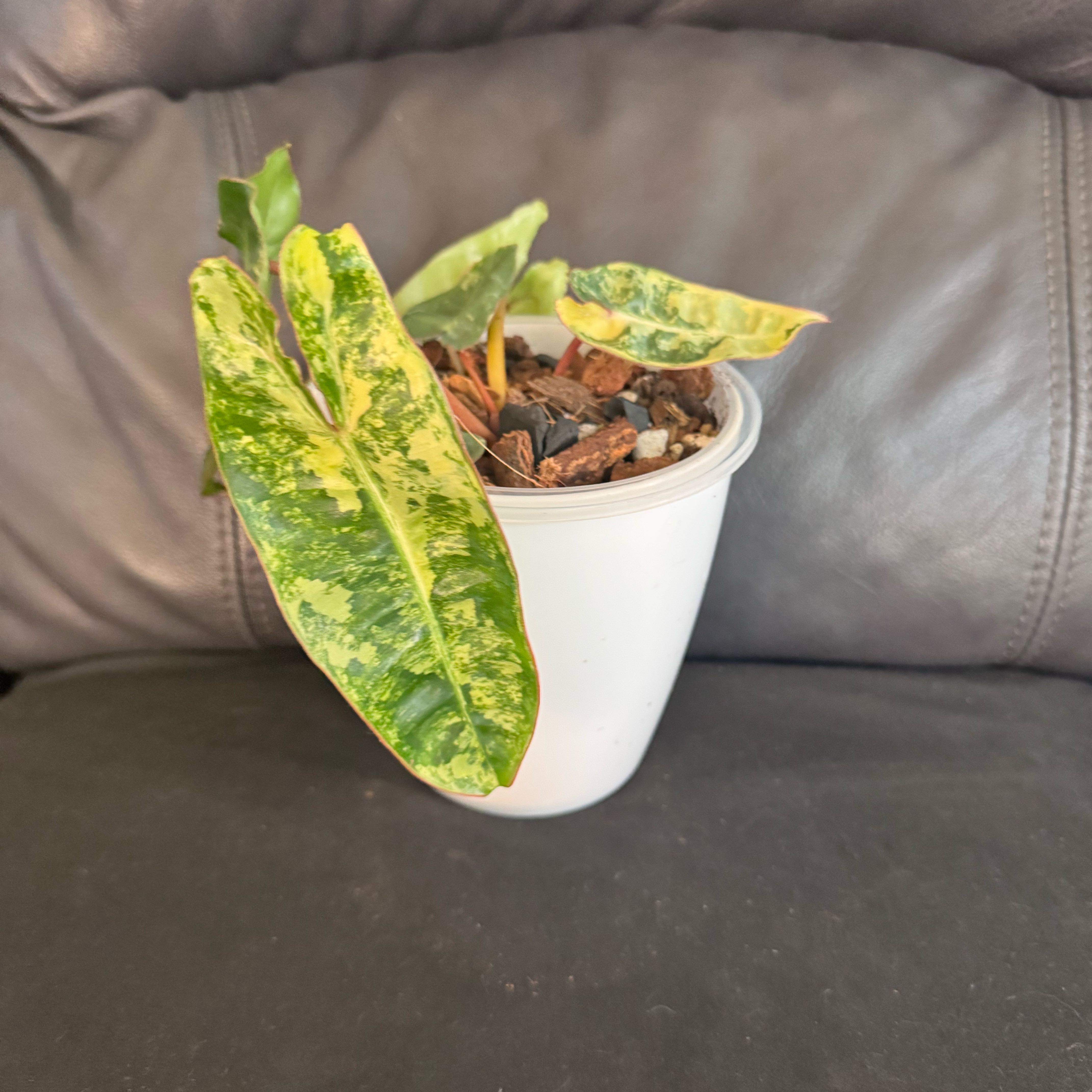 Photo of the plant species Variegated Philodendron Billietiae by @ChosenProlifica named Kobe on Greg, the plant care app