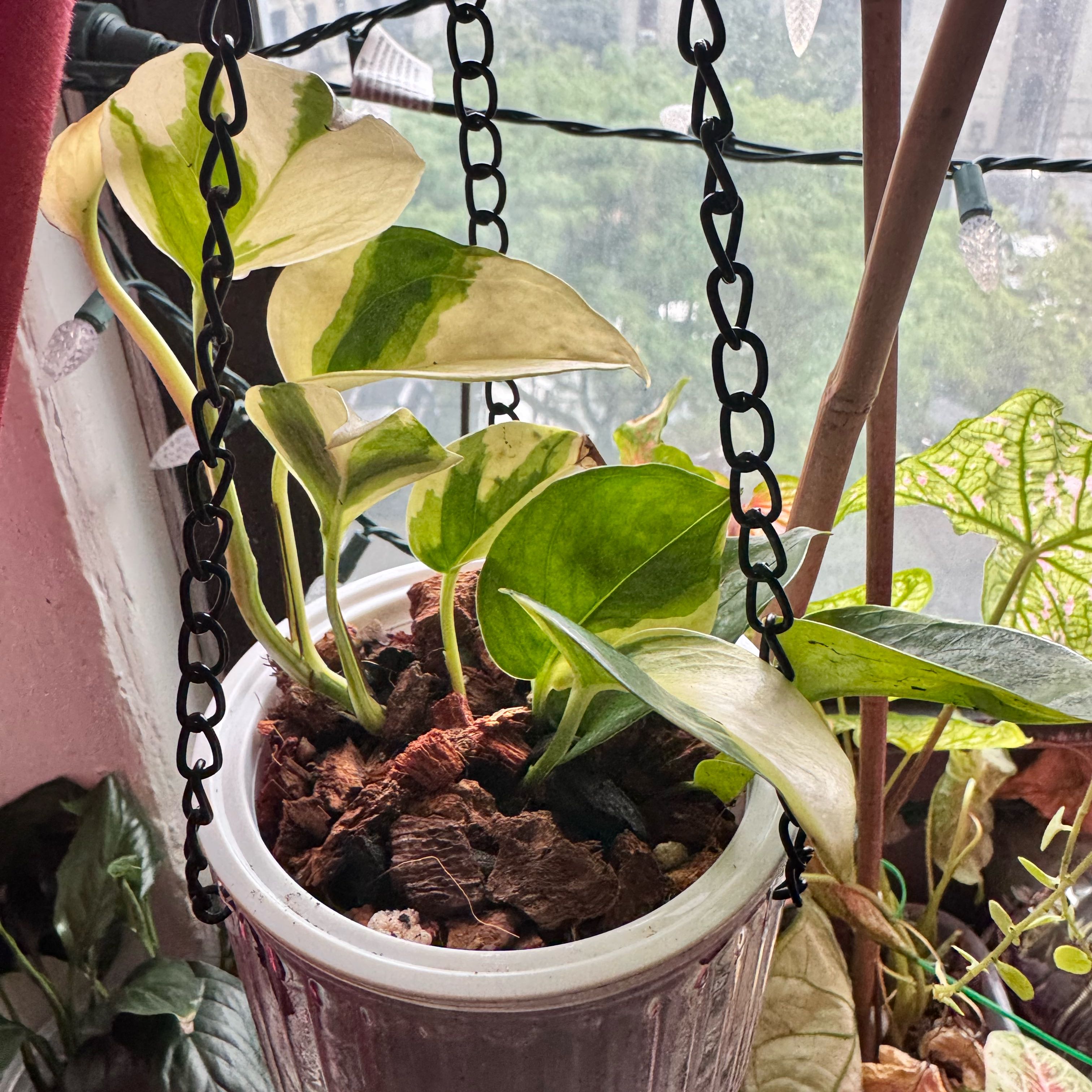 Photo of the plant species Manjula Poonsin Pothos by @ChosenProlifica named Harmony on Greg, the plant care app