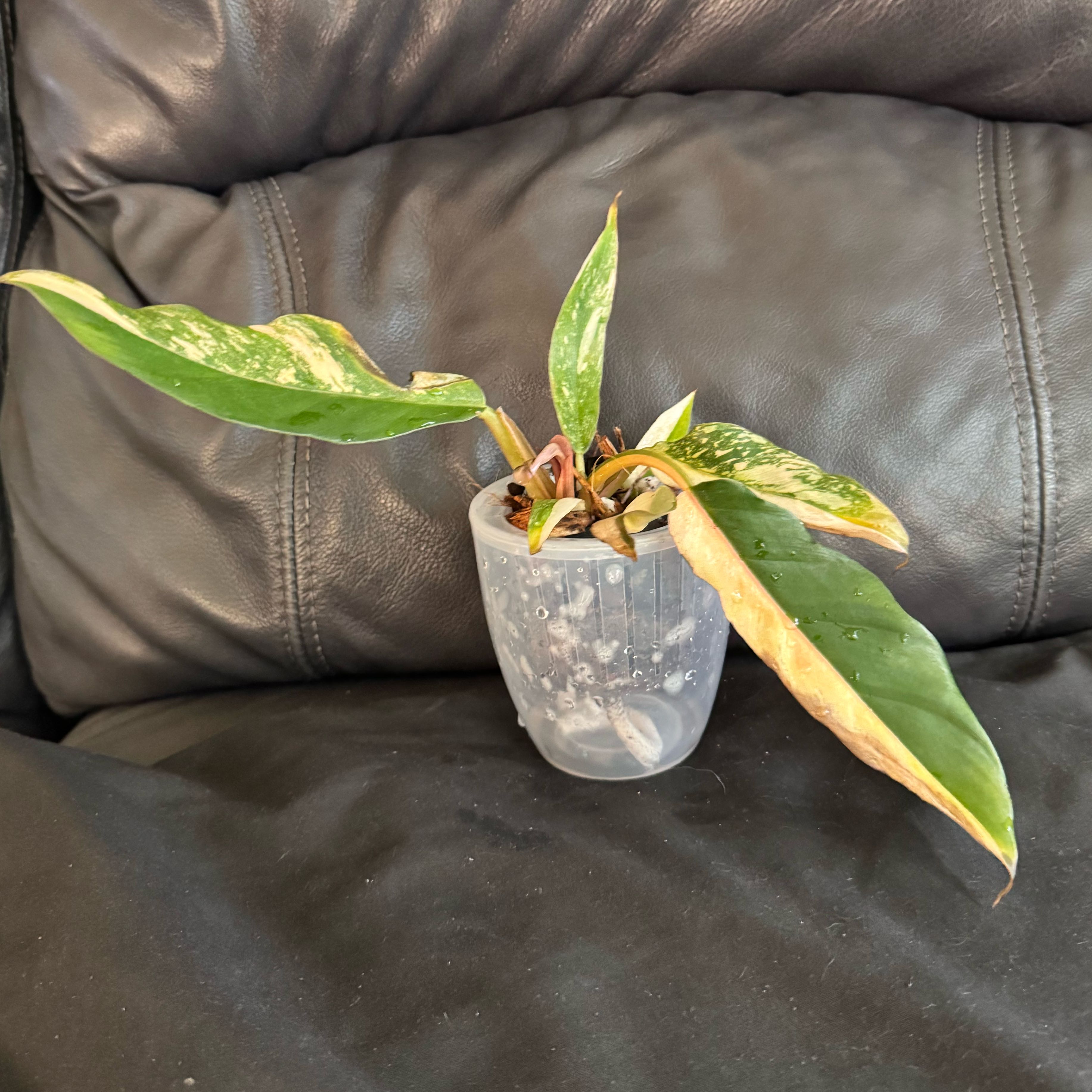 Photo of the plant species Caramel Marble Philodendron by @ChosenProlifica named Rainier on Greg, the plant care app