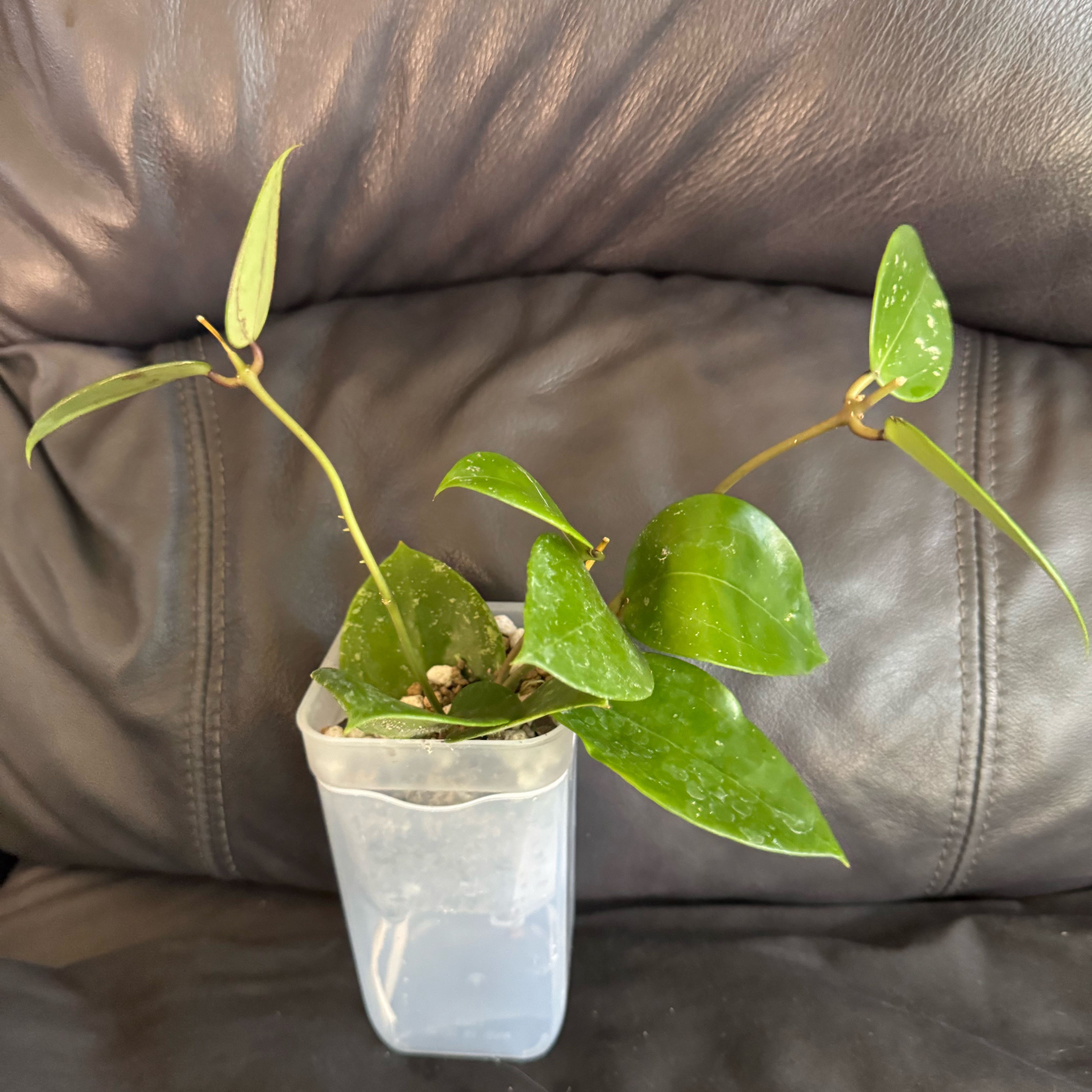 Photo of the plant species Hoya parasitica Splash by @ChosenProlifica named Gobi on Greg, the plant care app