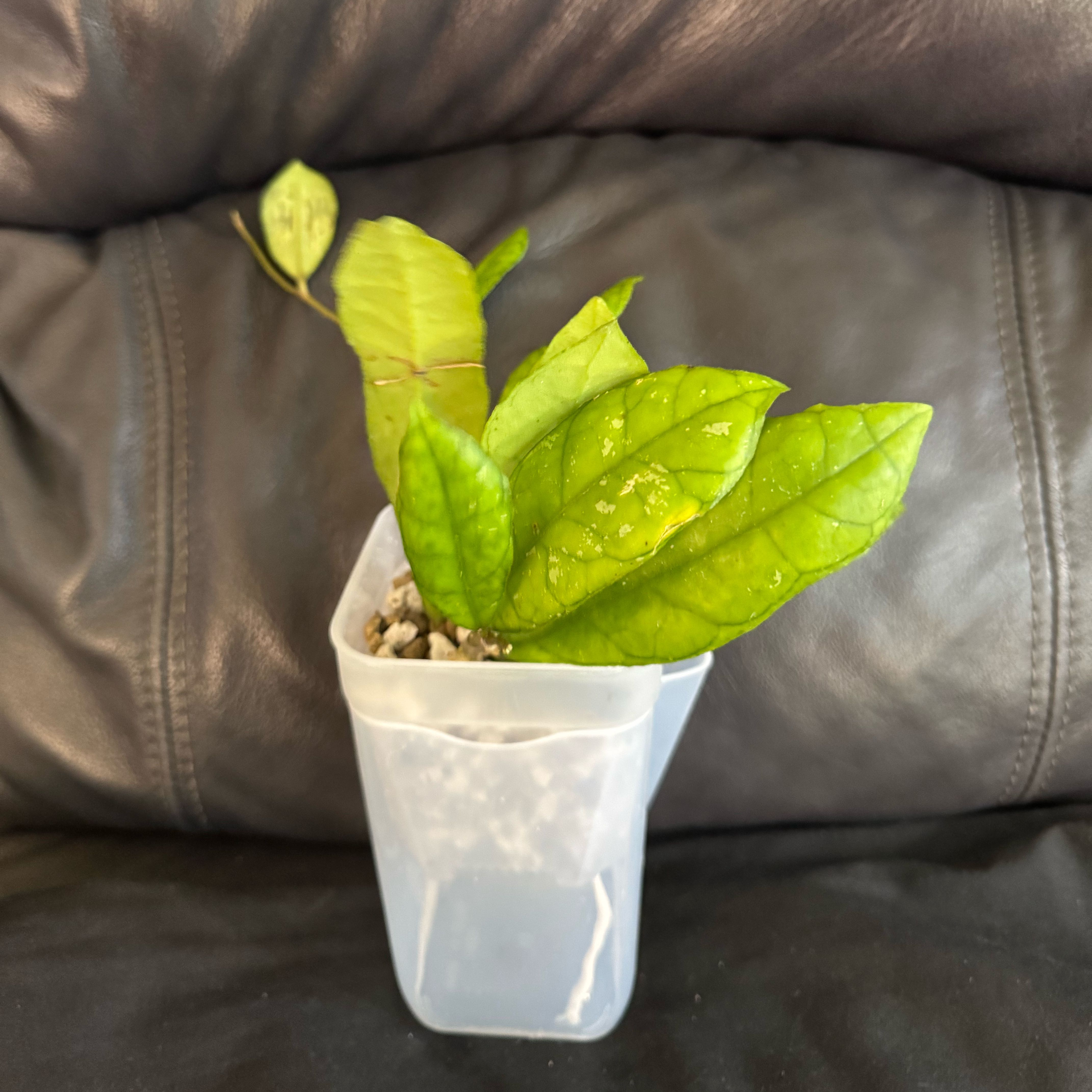 Photo of the plant species Hoya Finlaysonii by @ChosenProlifica named Osmo on Greg, the plant care app