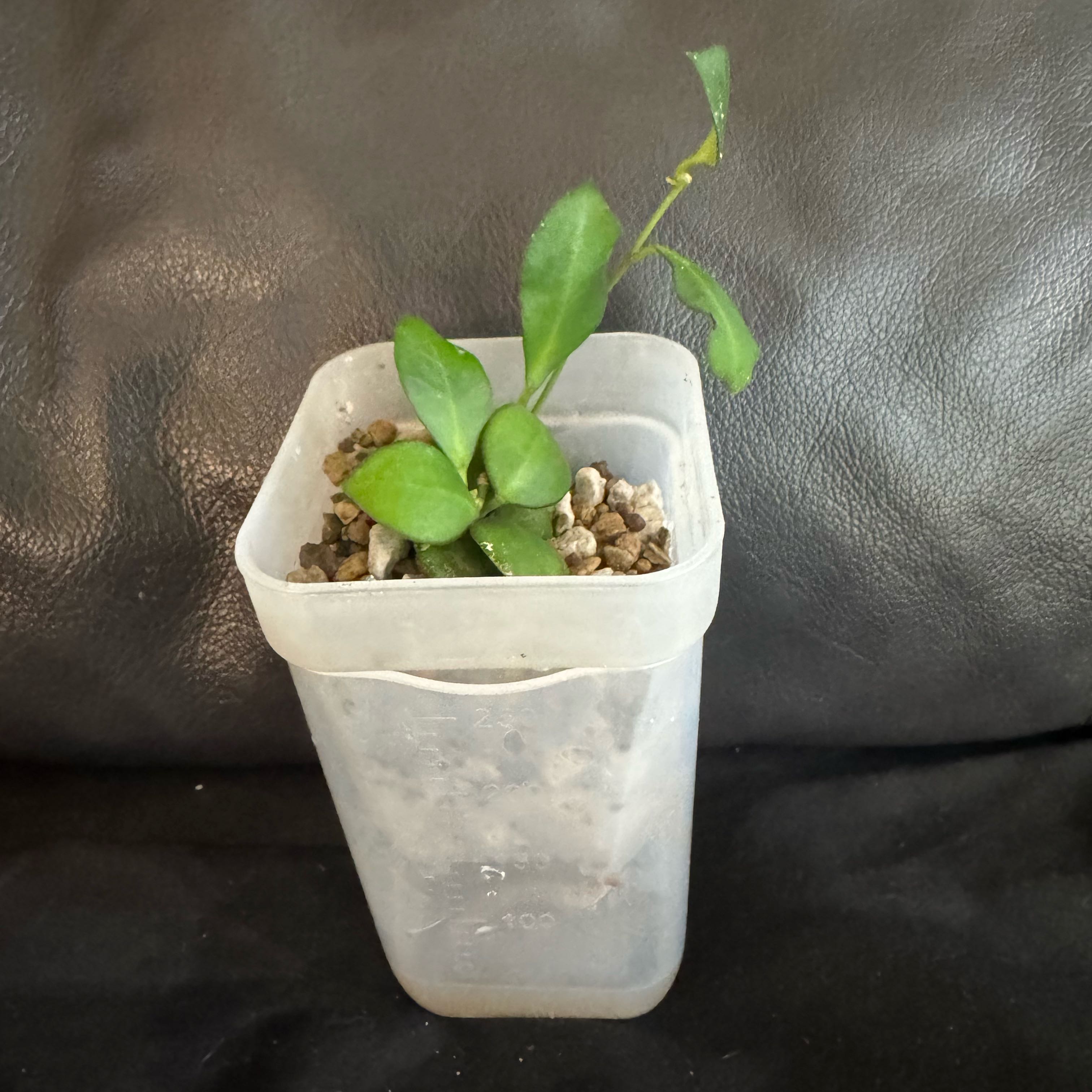 Photo of the plant species Hoya heuschkeliana by @ChosenProlifica named Harry on Greg, the plant care app
