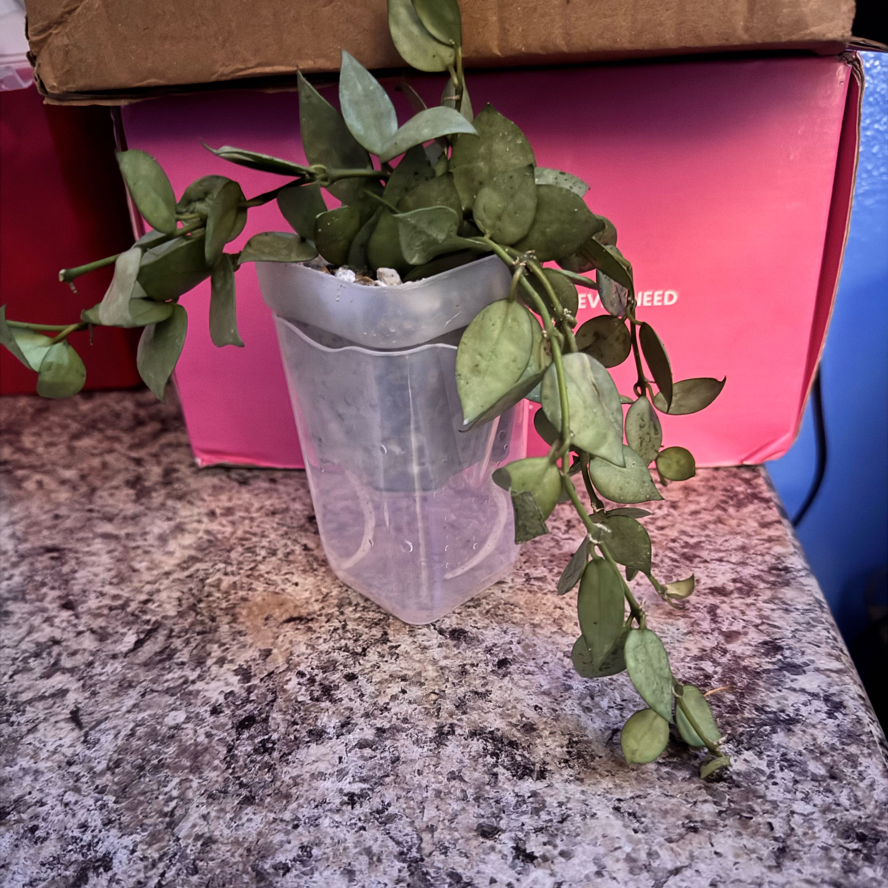 Photo of the plant species Hoya krohniana by @ChosenProlifica named Tree Green on Greg, the plant care app