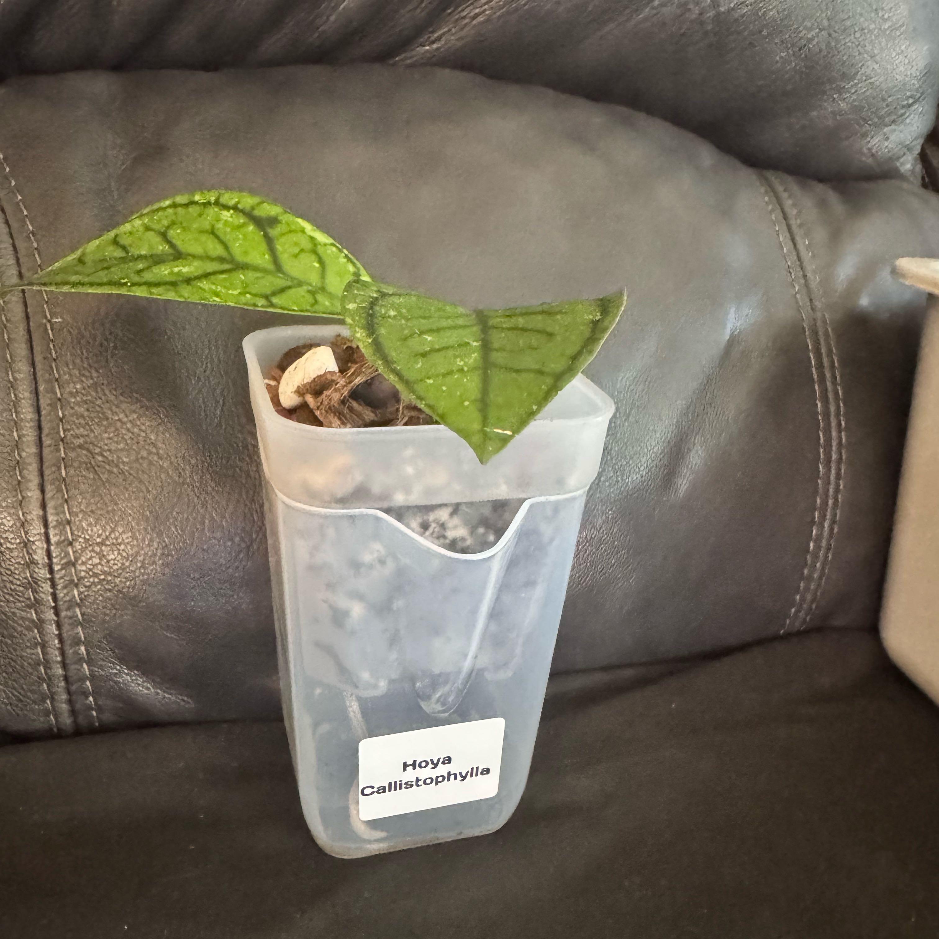 Photo of the plant species Hoya 'Callistophylla' by @ChosenProlifica named Darwin on Greg, the plant care app