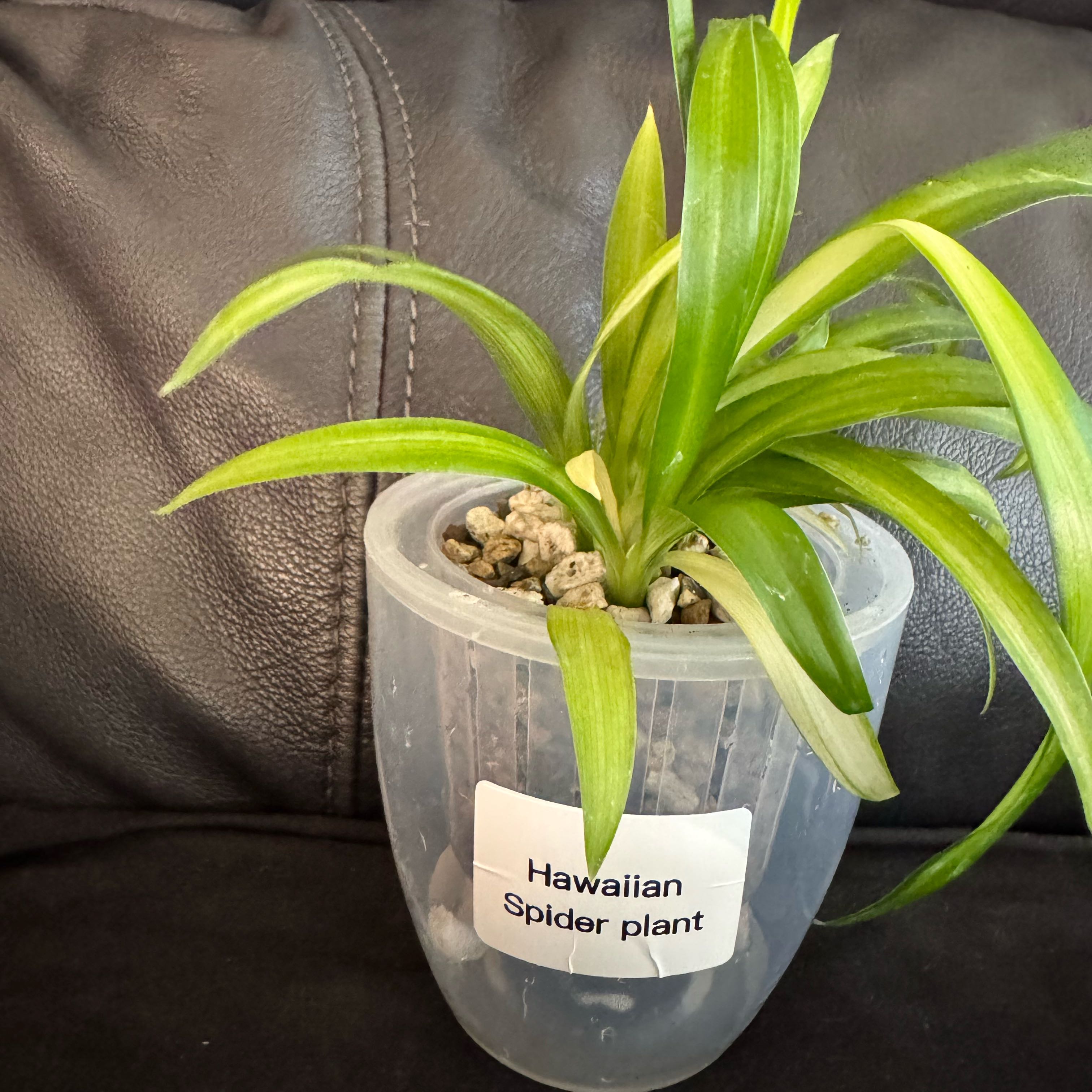 Photo of the plant species Hawaiian Spider Plant by @ChosenProlifica named Beyonce on Greg, the plant care app