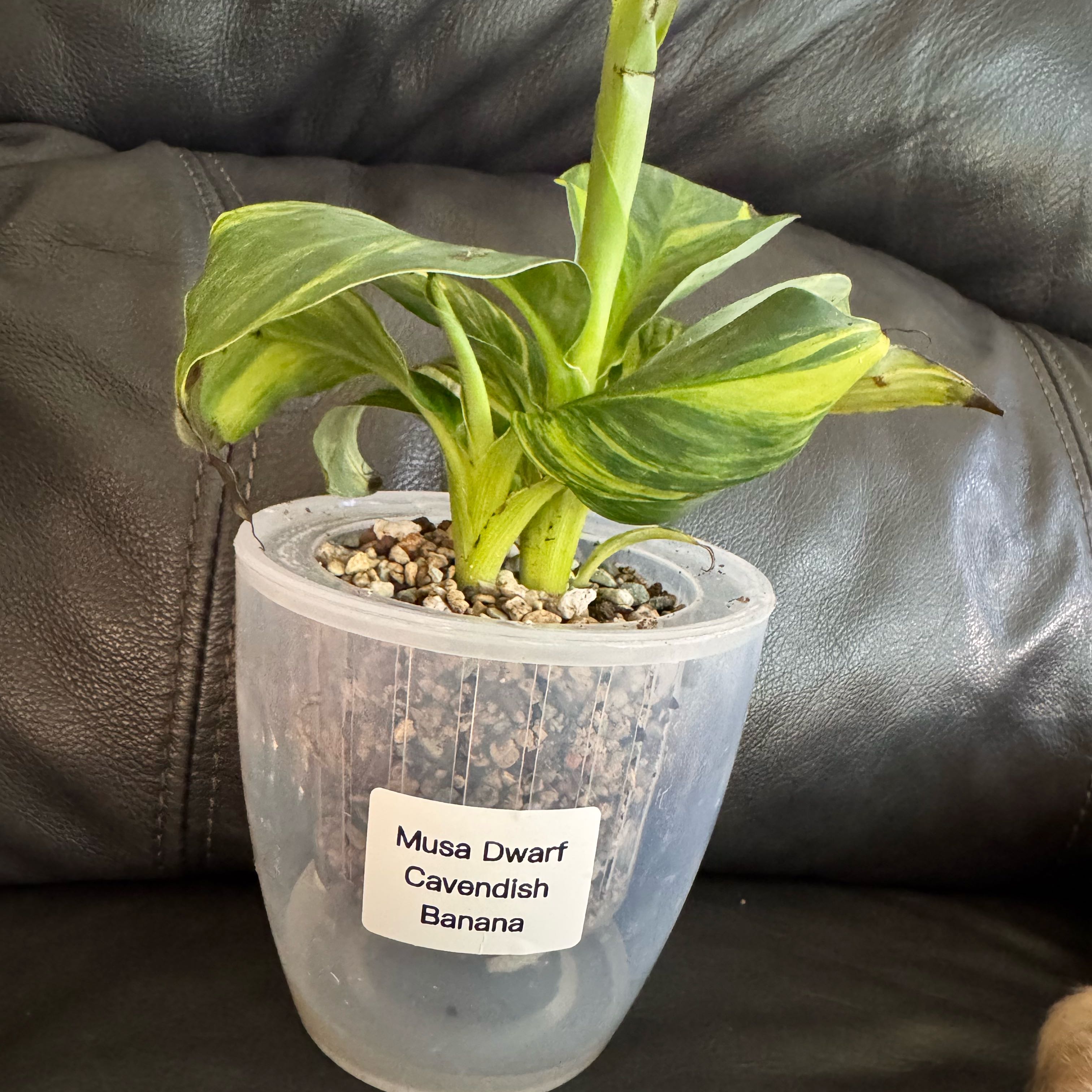 Photo of the plant species Blue Java Banana Tree by @ChosenProlifica named Bieber on Greg, the plant care app