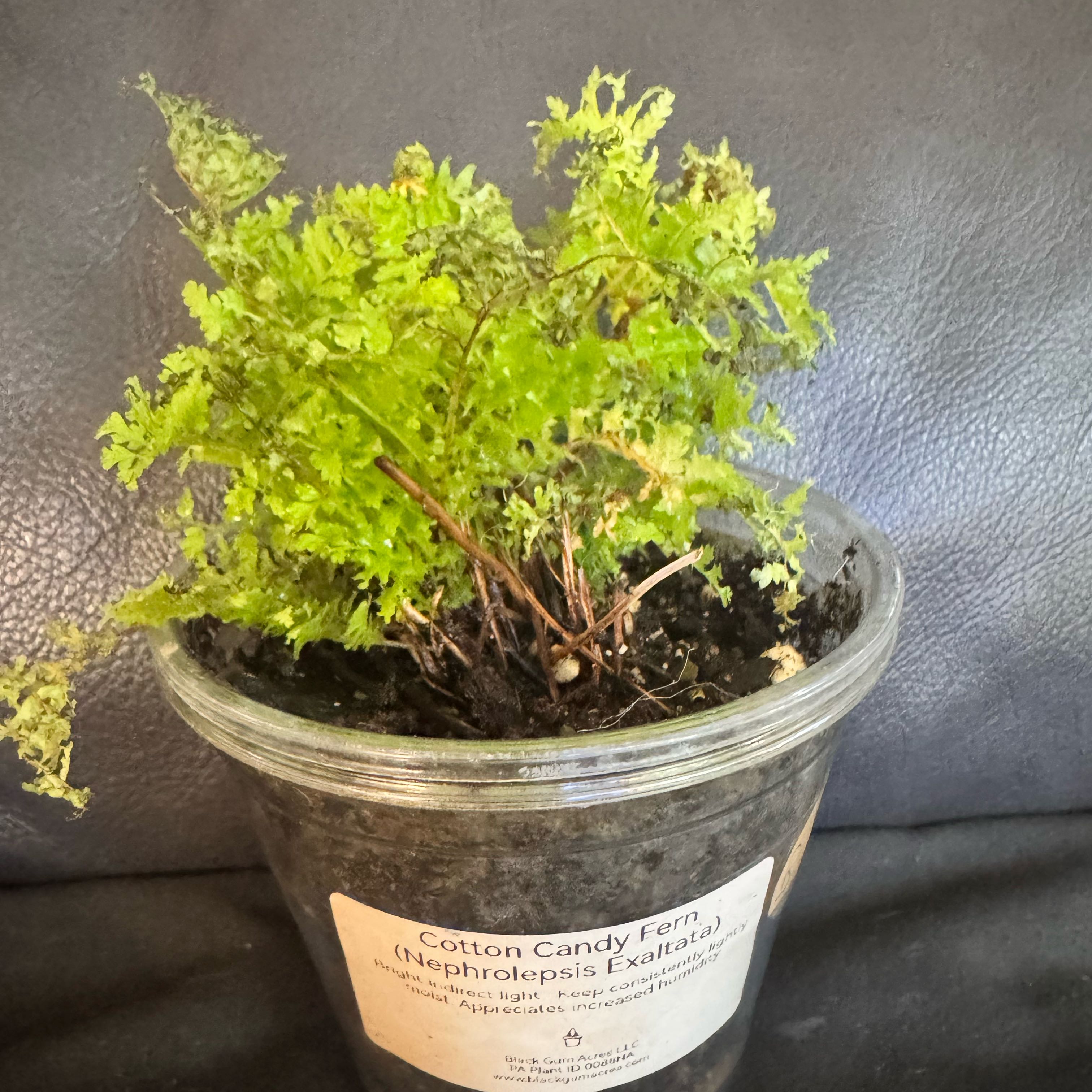 Photo of the plant species Cotton Candy Fern by @ChosenProlifica named Winston on Greg, the plant care app